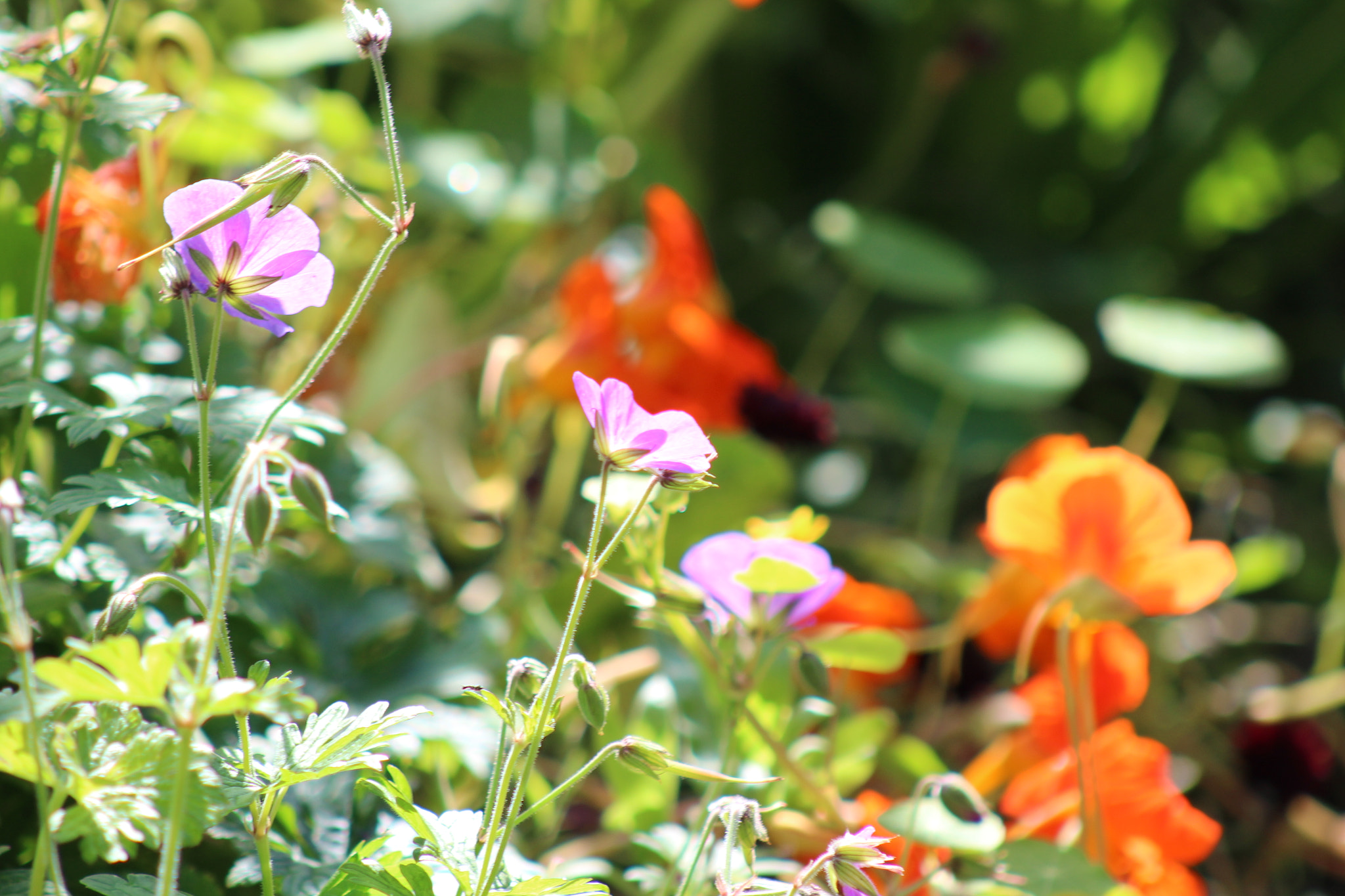 Canon EF 75-300mm f/4-5.6 USM sample photo. Img photography