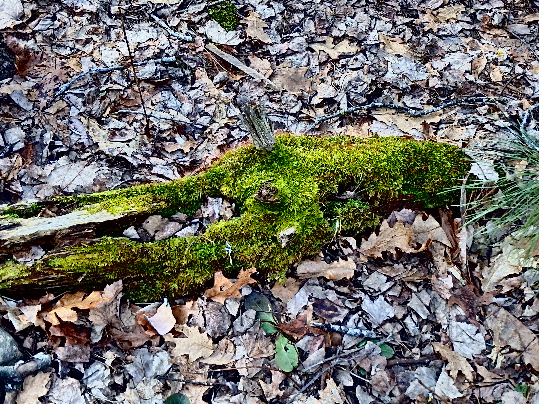 Olympus TG-830 sample photo. Moss of approaching spring photography