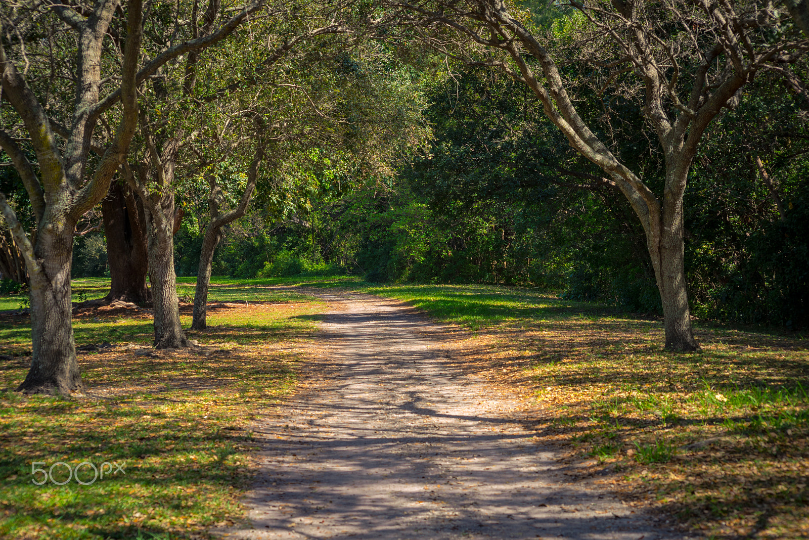 Sigma 70-300mm F4-5.6 APO DG Macro sample photo. Greynolds park. photography