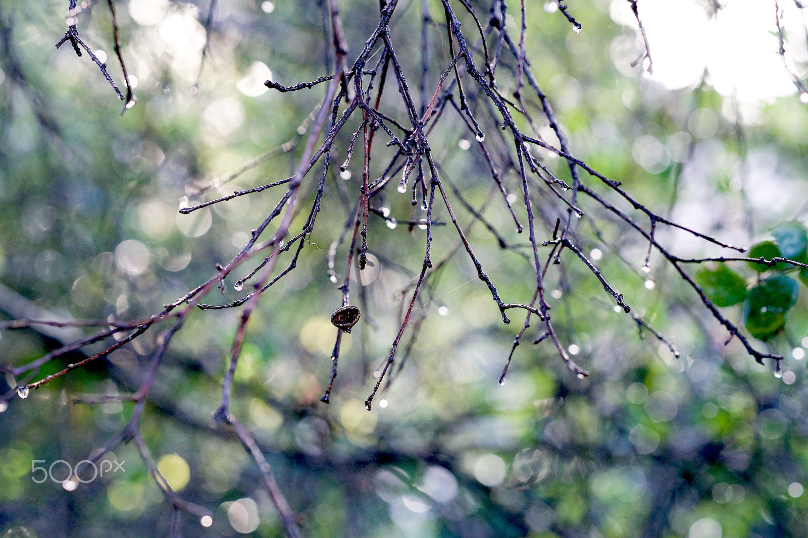 Sony a7S II + Sony FE 85mm F1.4 GM sample photo. Jubilant photography