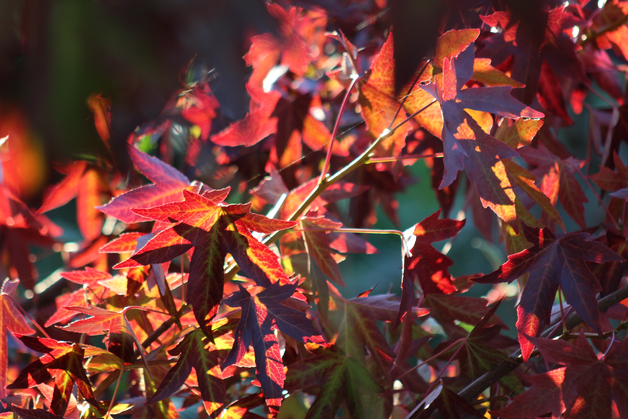 Canon EF 75-300mm f/4-5.6 USM sample photo. Img photography