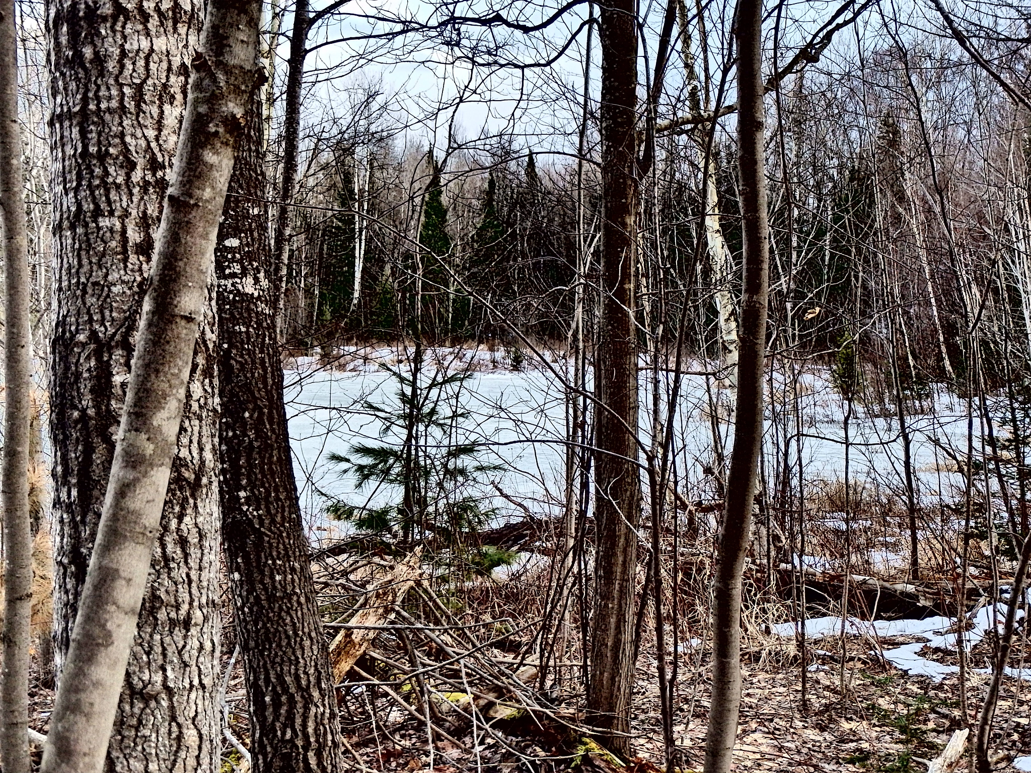 Olympus TG-830 sample photo. Frozen forest photography