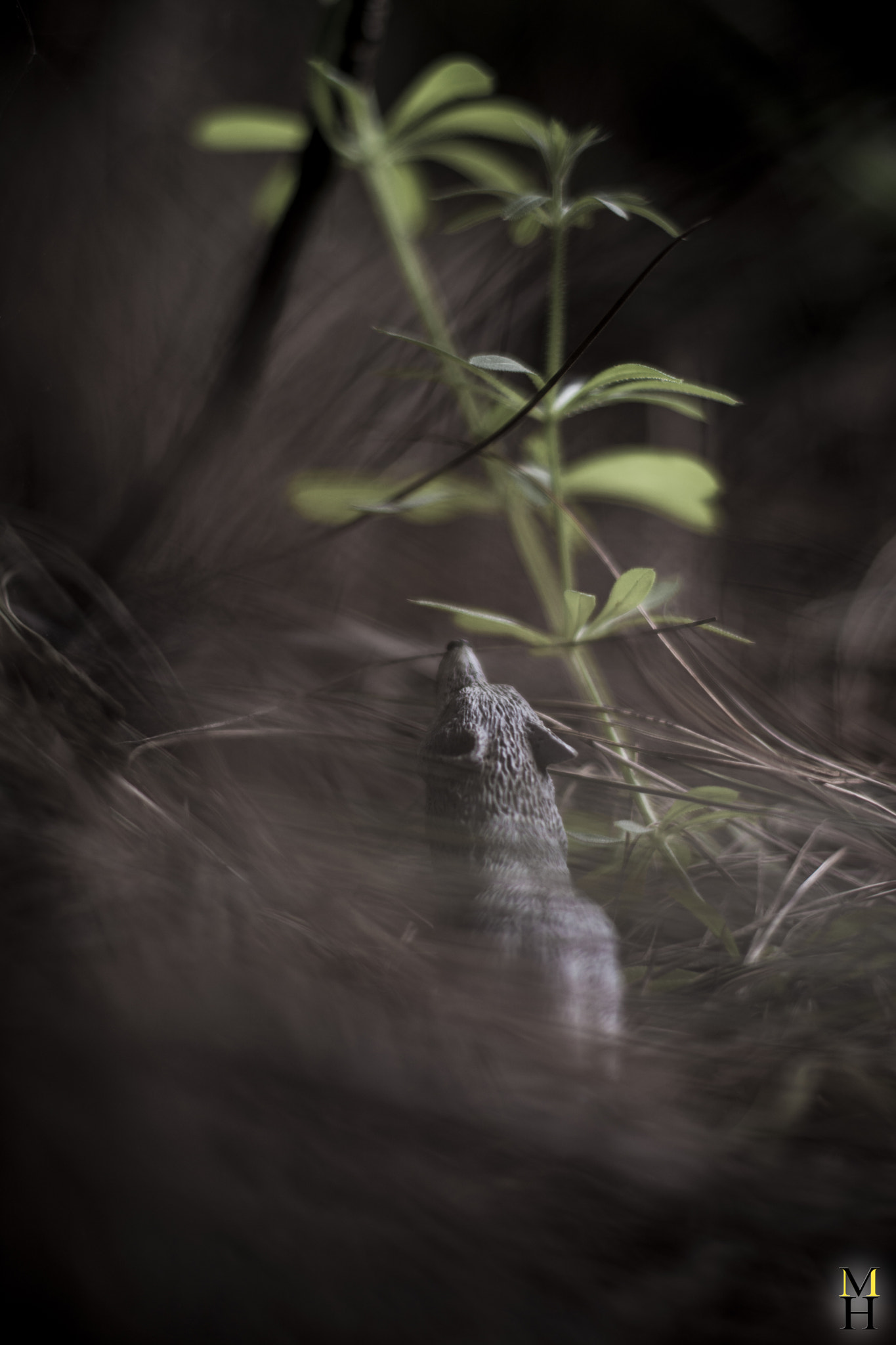 Nikon D7100 + Nikon AF-S Nikkor 50mm F1.4G sample photo. Wolf alone photography