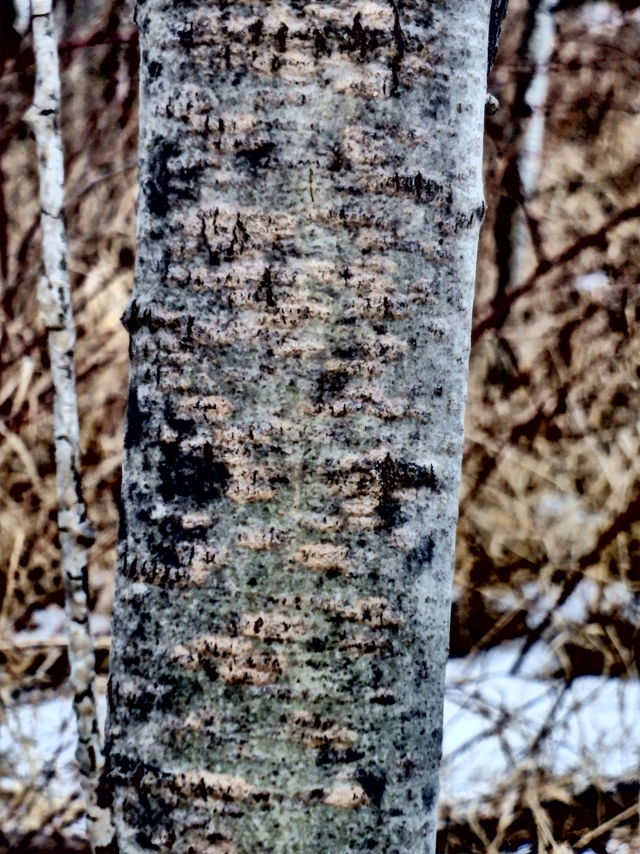 Olympus TG-830 sample photo. Drama of a tree photography