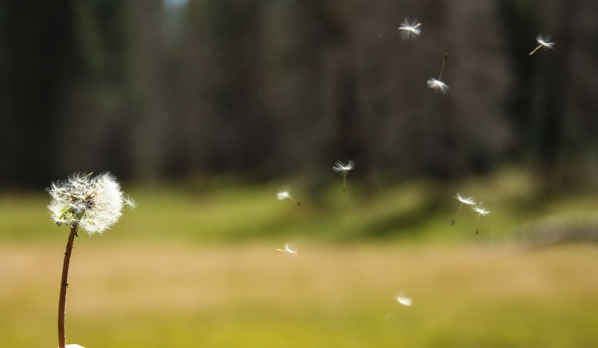 Canon EOS 40D sample photo. Dandelion on wind photography