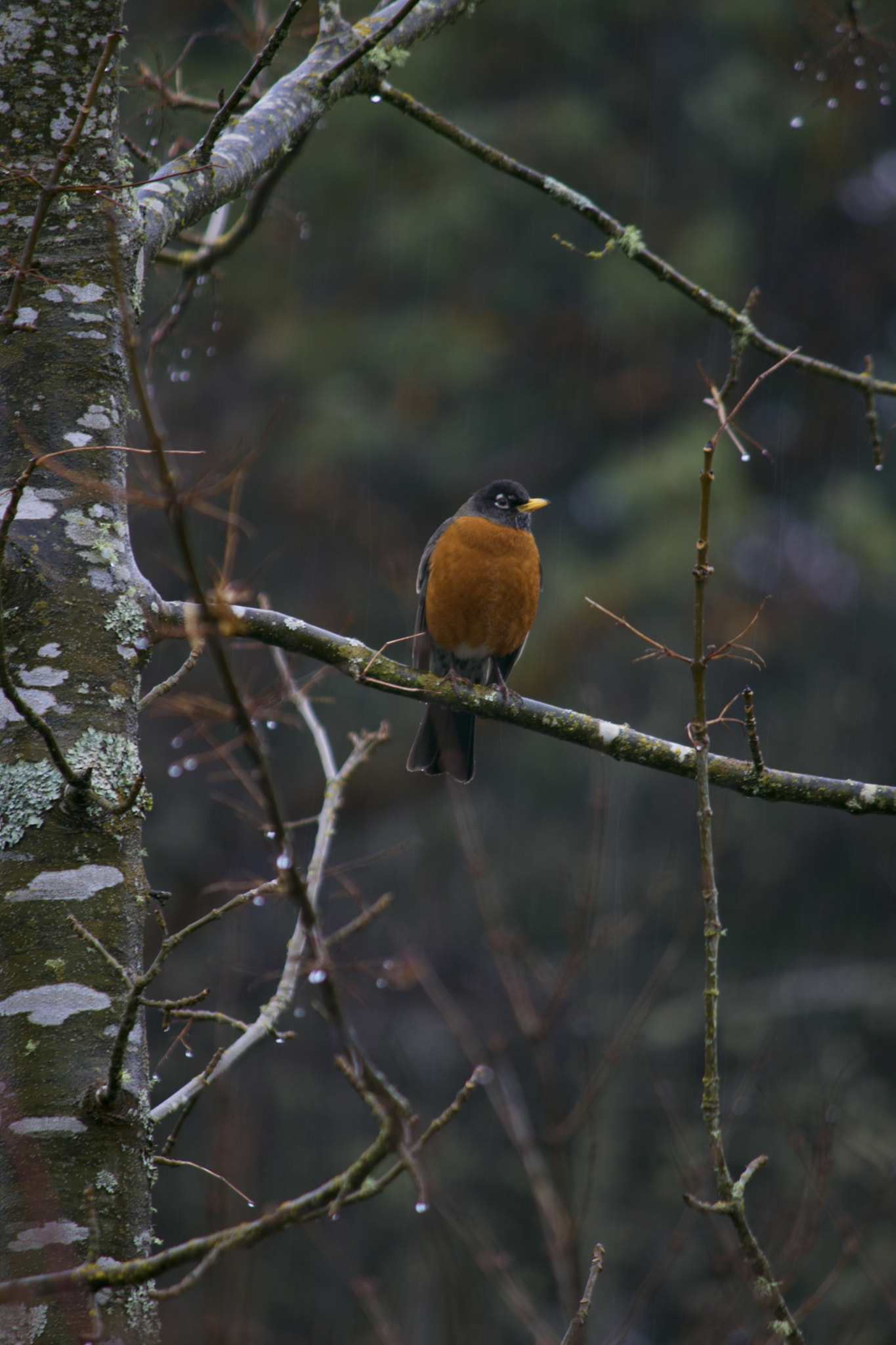 Canon EF-S 55-250mm F4-5.6 IS II sample photo. Beautiful bird photography