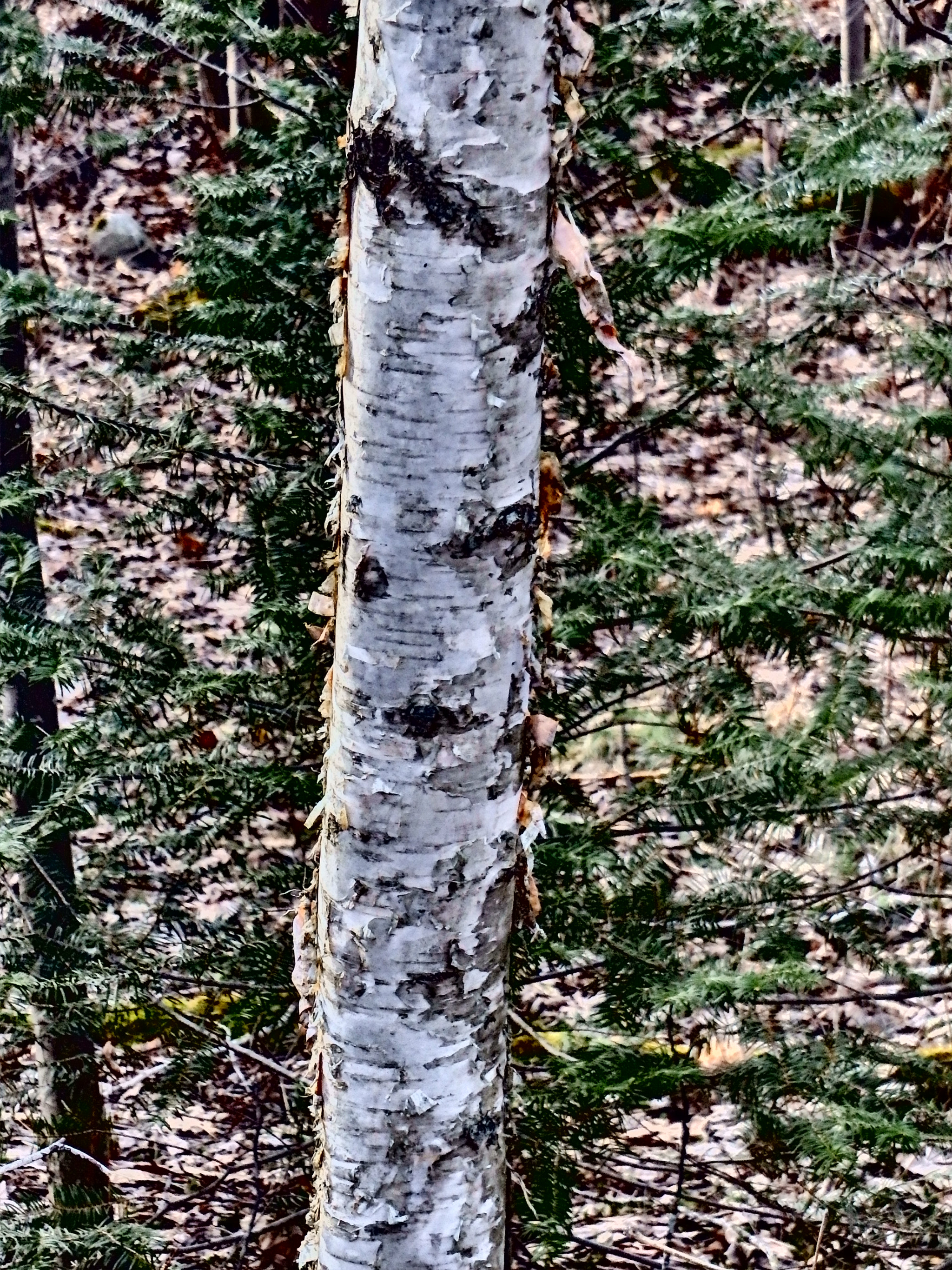Olympus TG-830 sample photo. Hiding pine photography