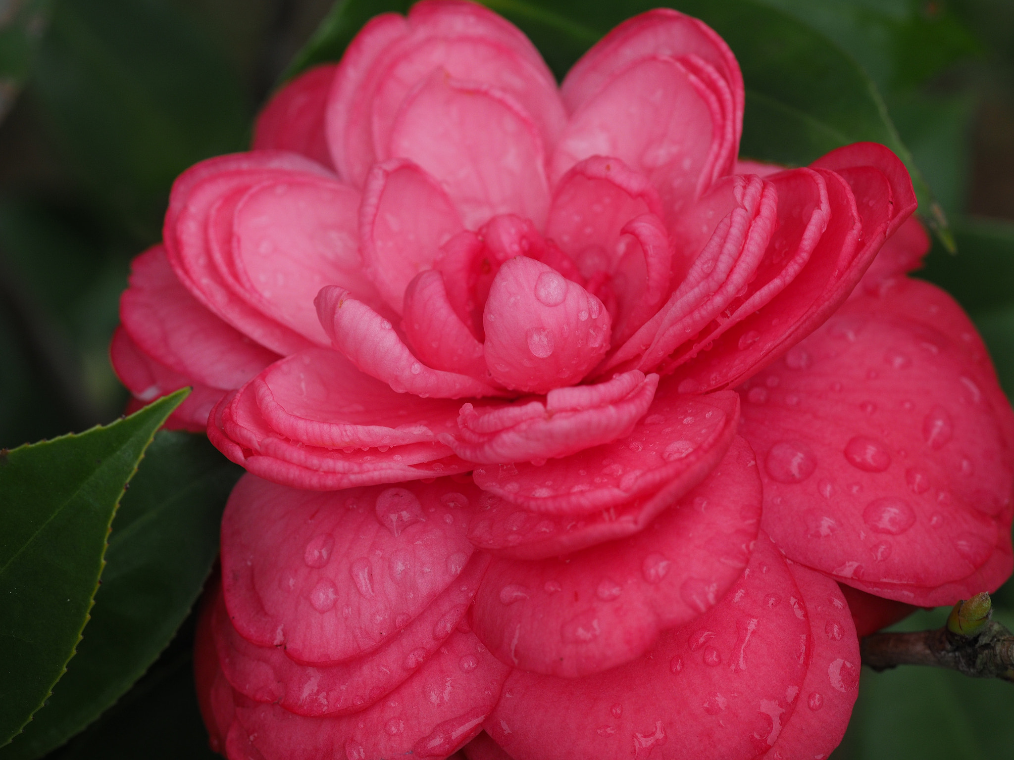 Olympus M.Zuiko Digital ED 60mm F2.8 Macro sample photo. 山茶花 （camellia ) photography