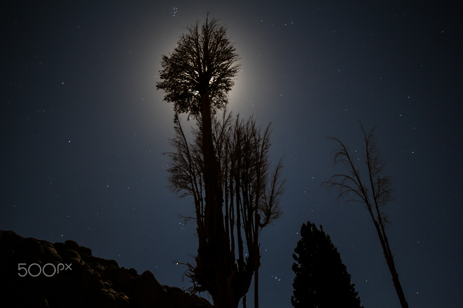 Canon EF-S 18-55mm F3.5-5.6 III sample photo. Stars tree photography
