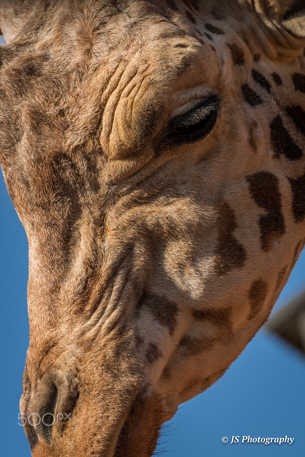 Nikon D810 sample photo. Giraffe photography