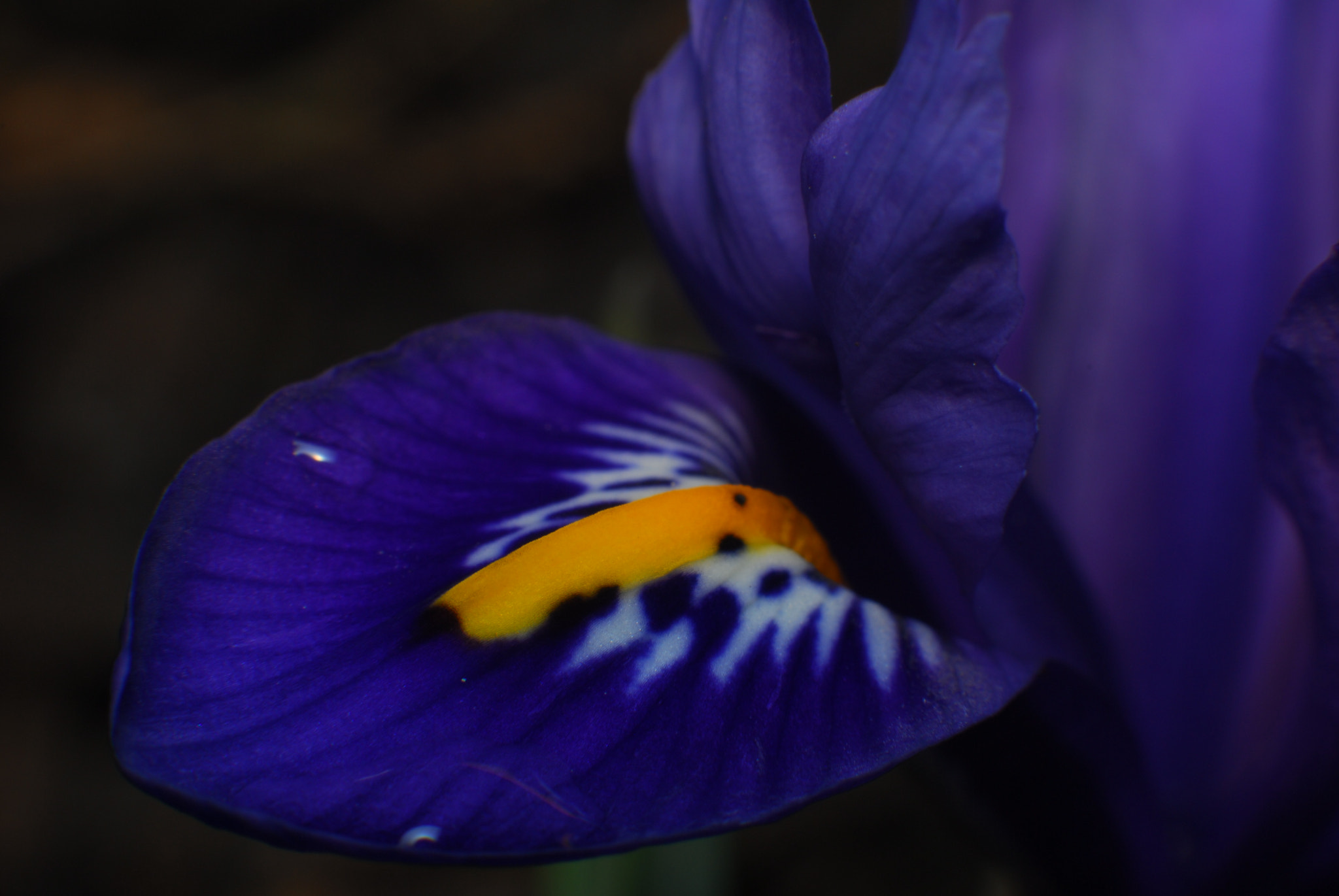 Nikon D200 sample photo. Purple iris photography