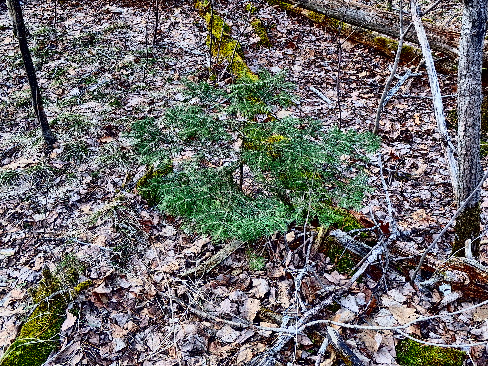 Olympus TG-830 sample photo. Baby pine photography