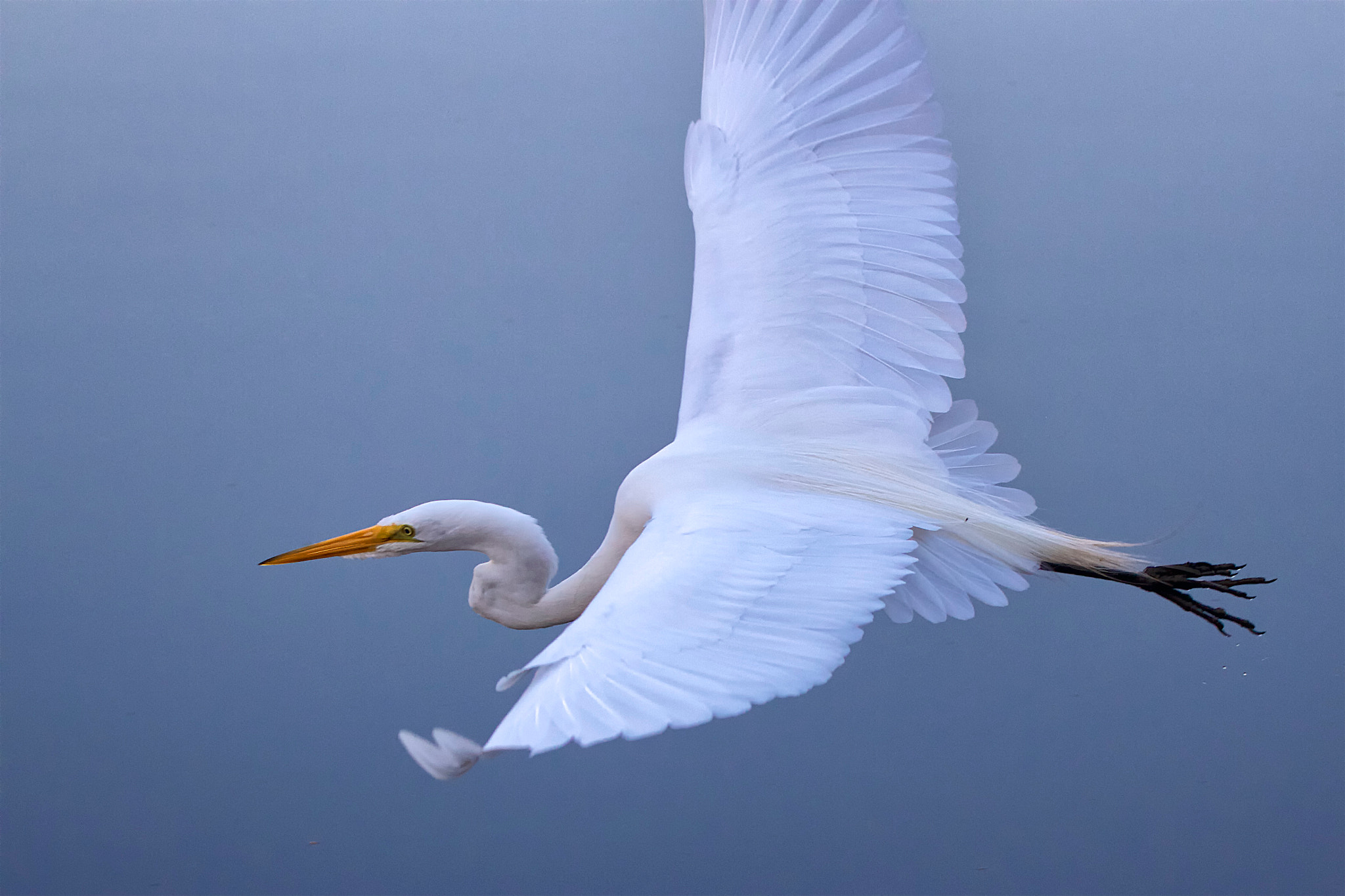 Canon EF 70-300mm F4-5.6L IS USM sample photo. The great white egret photography