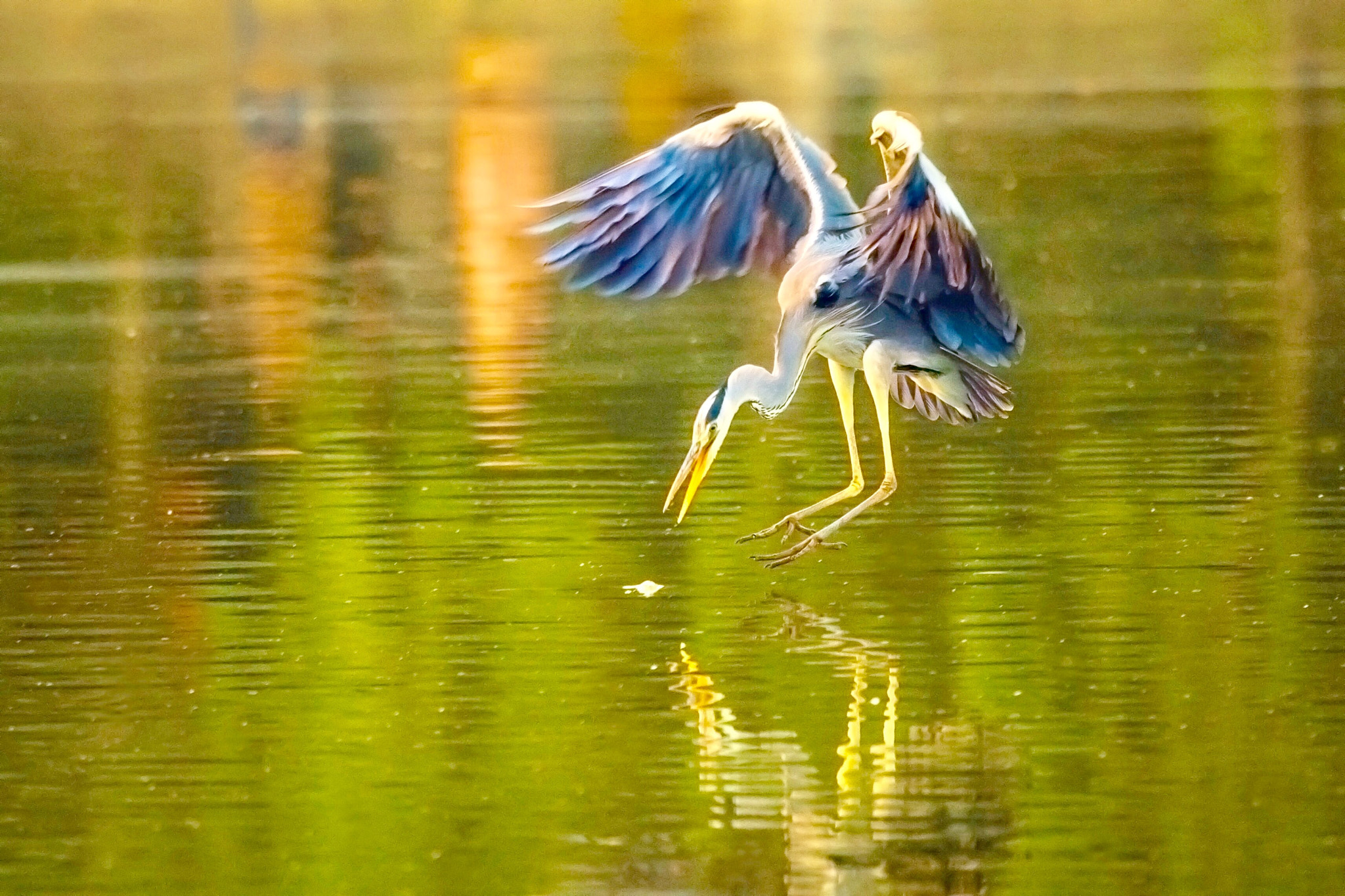 Nikon Nikkor AF-S 300mm F4E PF ED VR sample photo. Grey heron photography