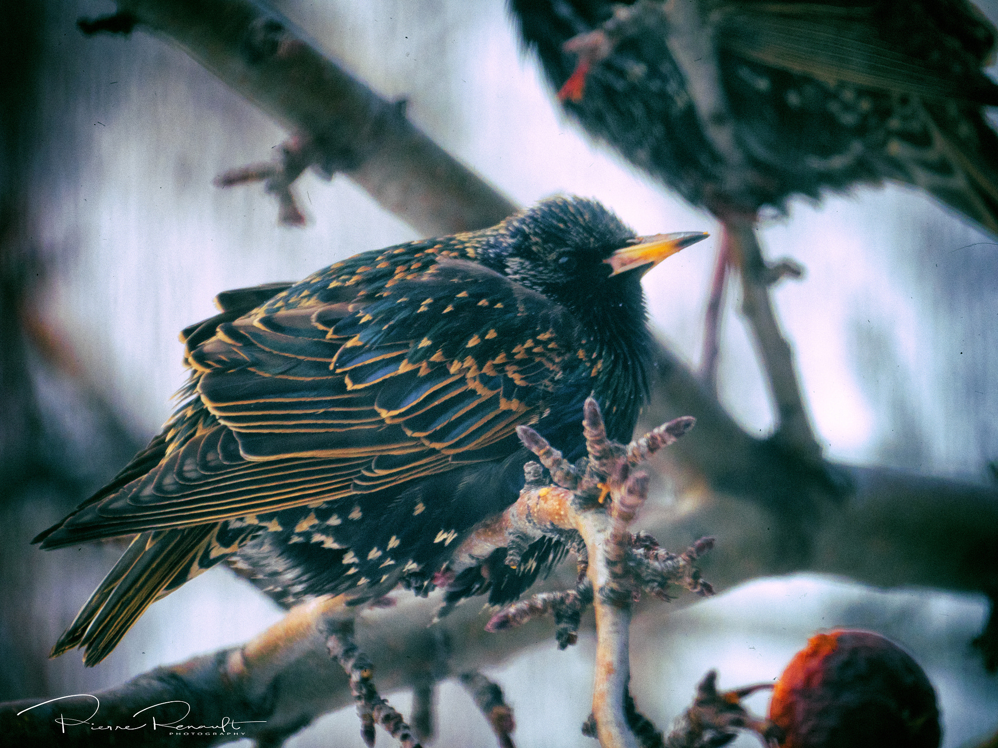 Panasonic Lumix DMC-GH4 + LEICA DG 100-400/F4.0-6.3 sample photo. Cold starling in crabapple tree photography