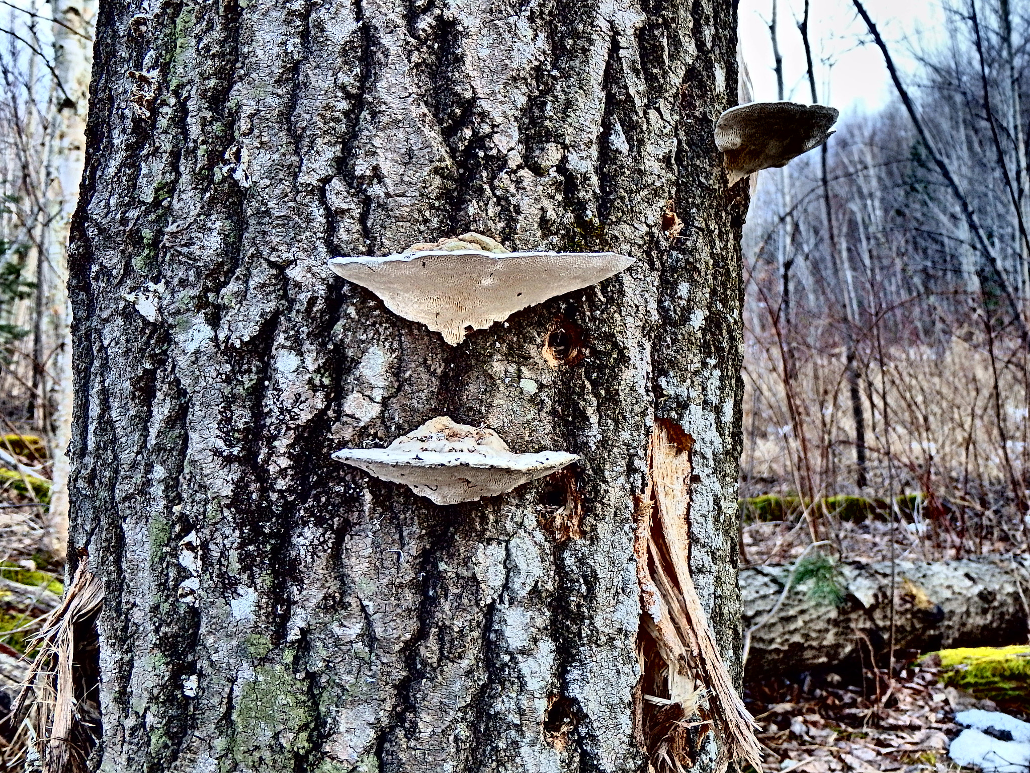 Olympus TG-830 sample photo. Shroom tree photography