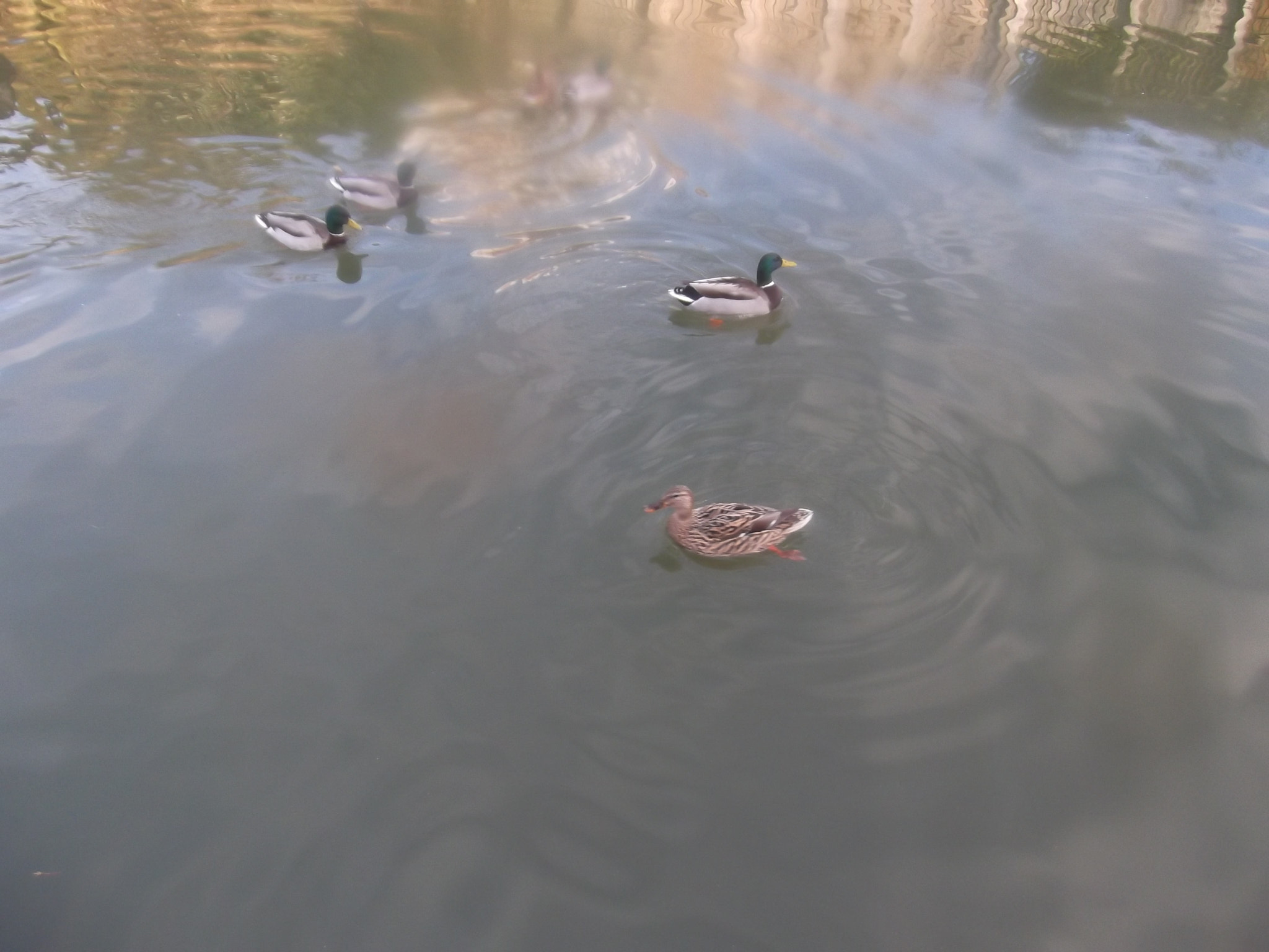 Fujifilm FinePix T350 sample photo. Ducks on canal photography