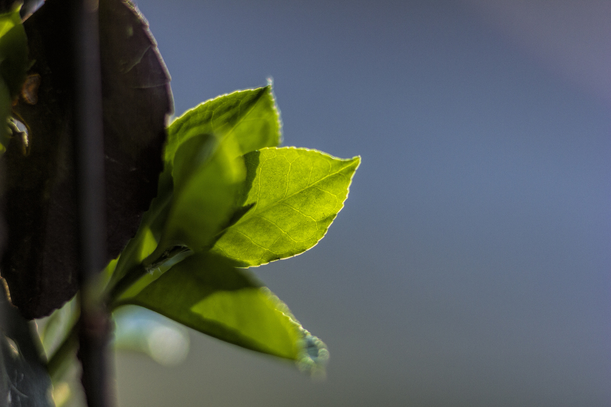 Canon EF 85mm F1.8 USM sample photo. Img photography