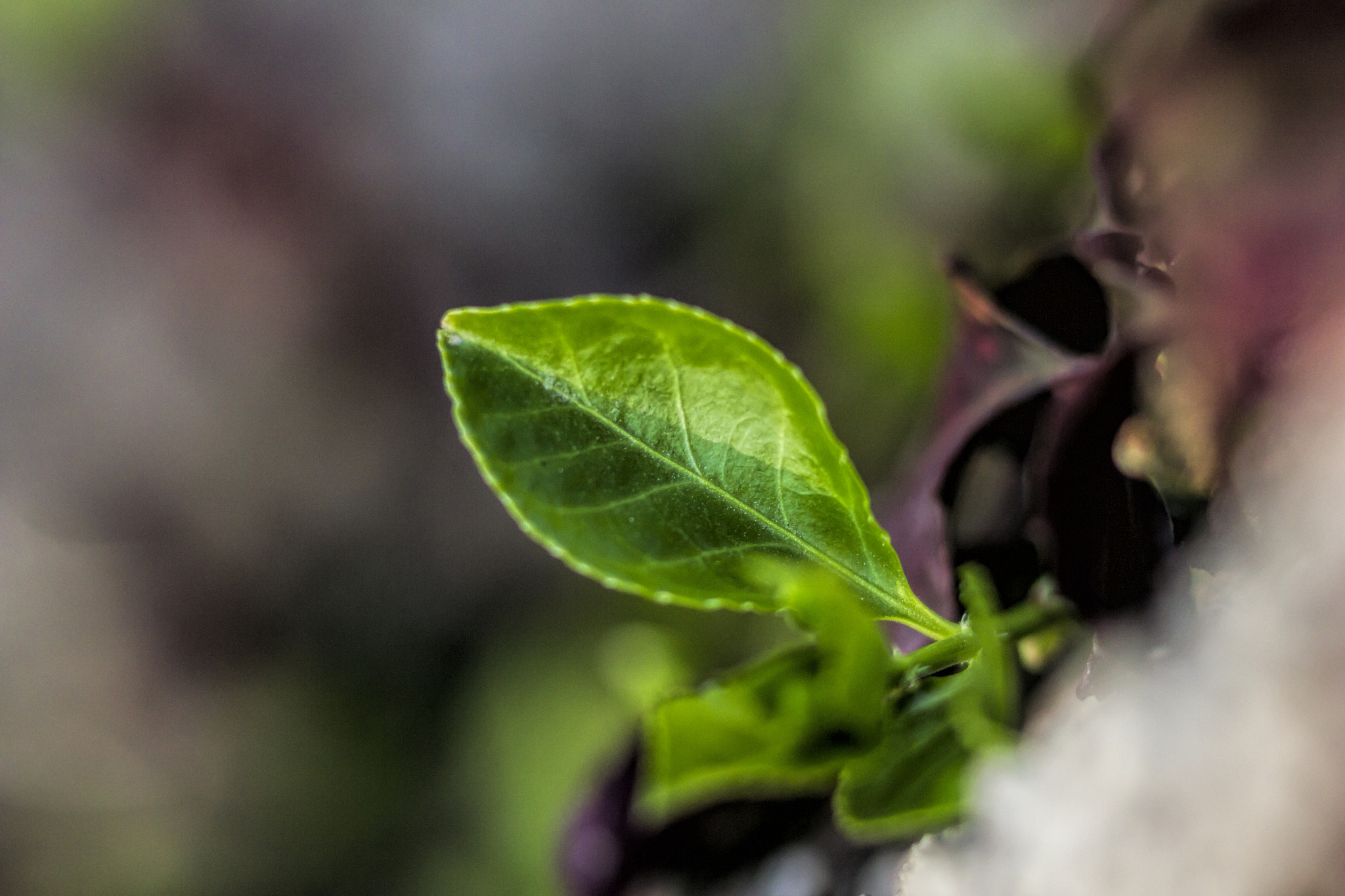 Canon EF 85mm F1.8 USM sample photo. Img photography