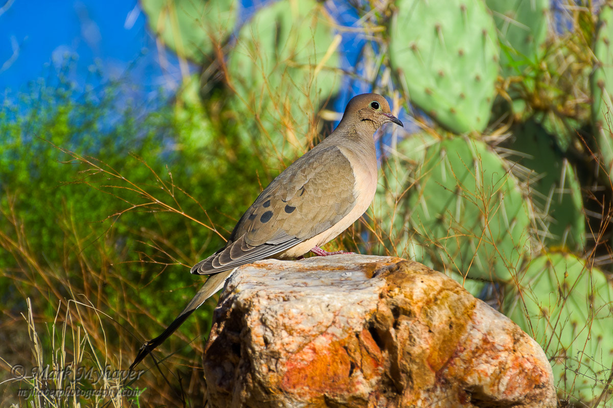 Nikon D7100 sample photo. Mourning dove h1 photography