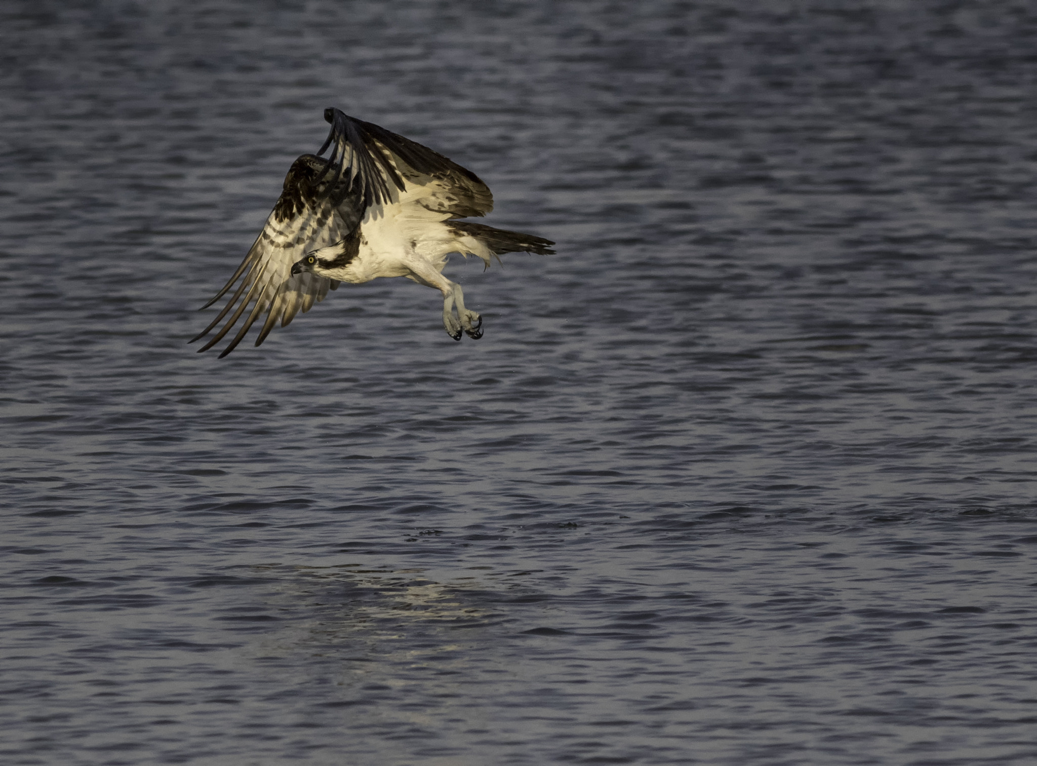 Canon EF 300mm F4L IS USM sample photo. Osprey at sunset photography