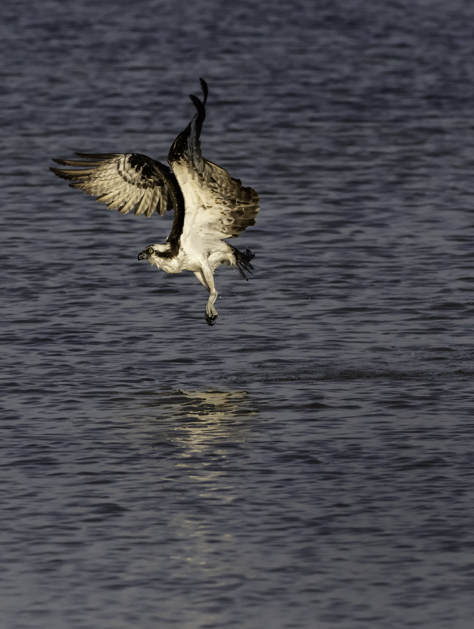 Canon EOS 7D Mark II + Canon EF 300mm F4L IS USM sample photo. Osprey at sunset photography