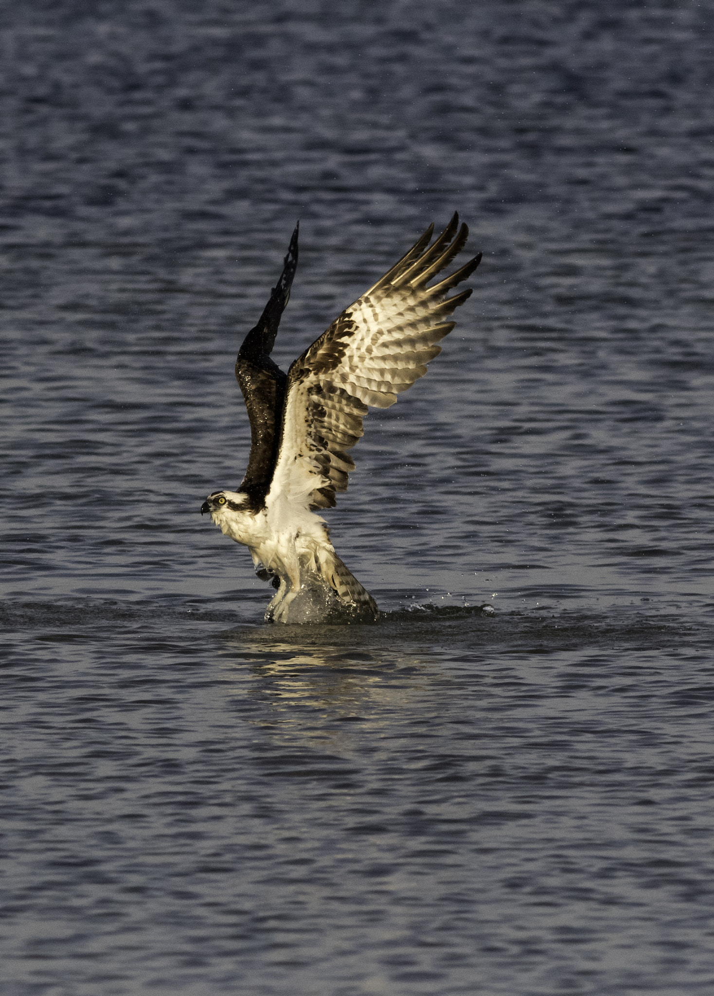 Canon EF 300mm F4L IS USM sample photo. Osprey at sunset photography