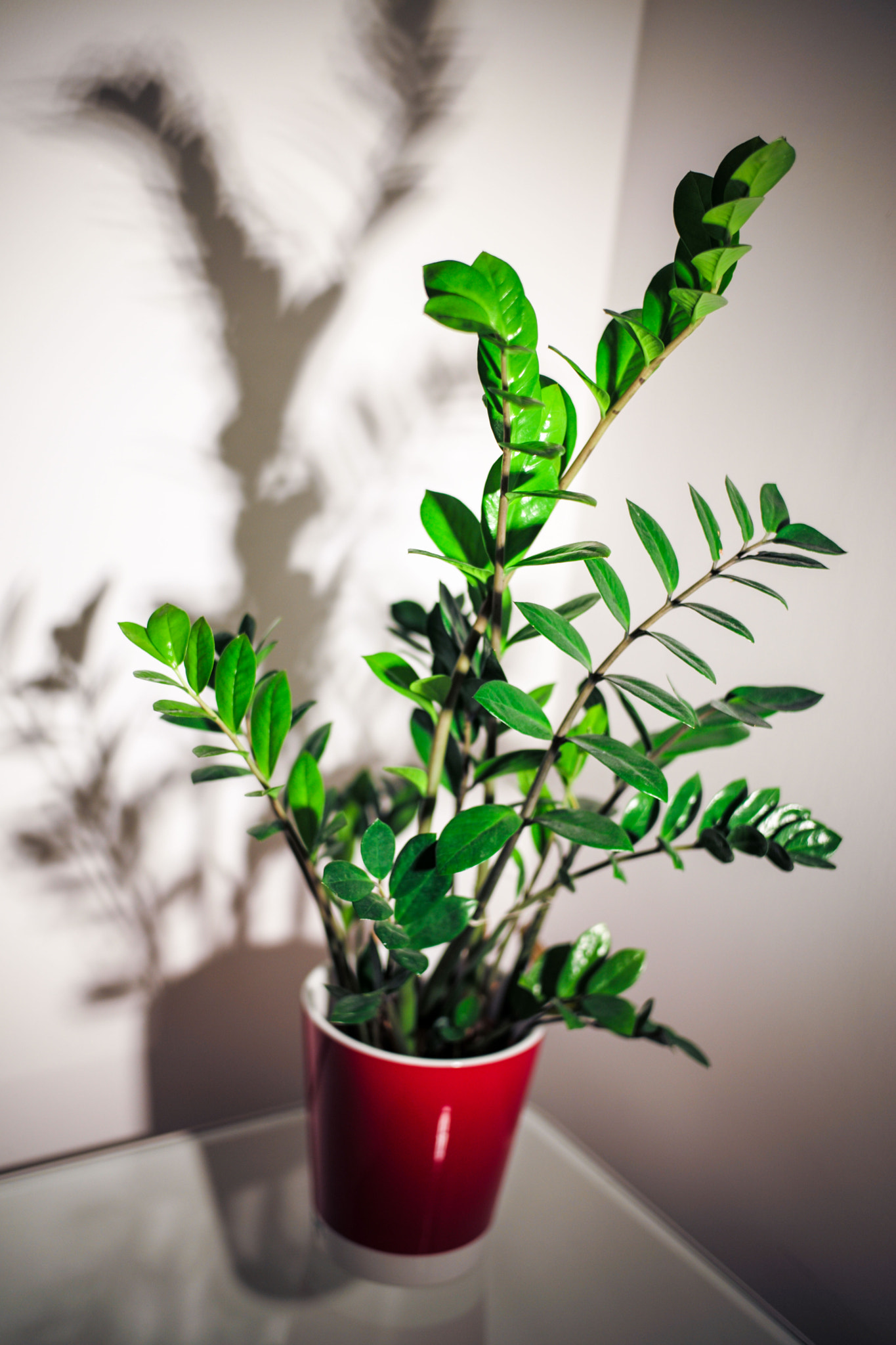 Leica Summilux-M 50mm F1.4 ASPH sample photo. Green flower in a red vase photography