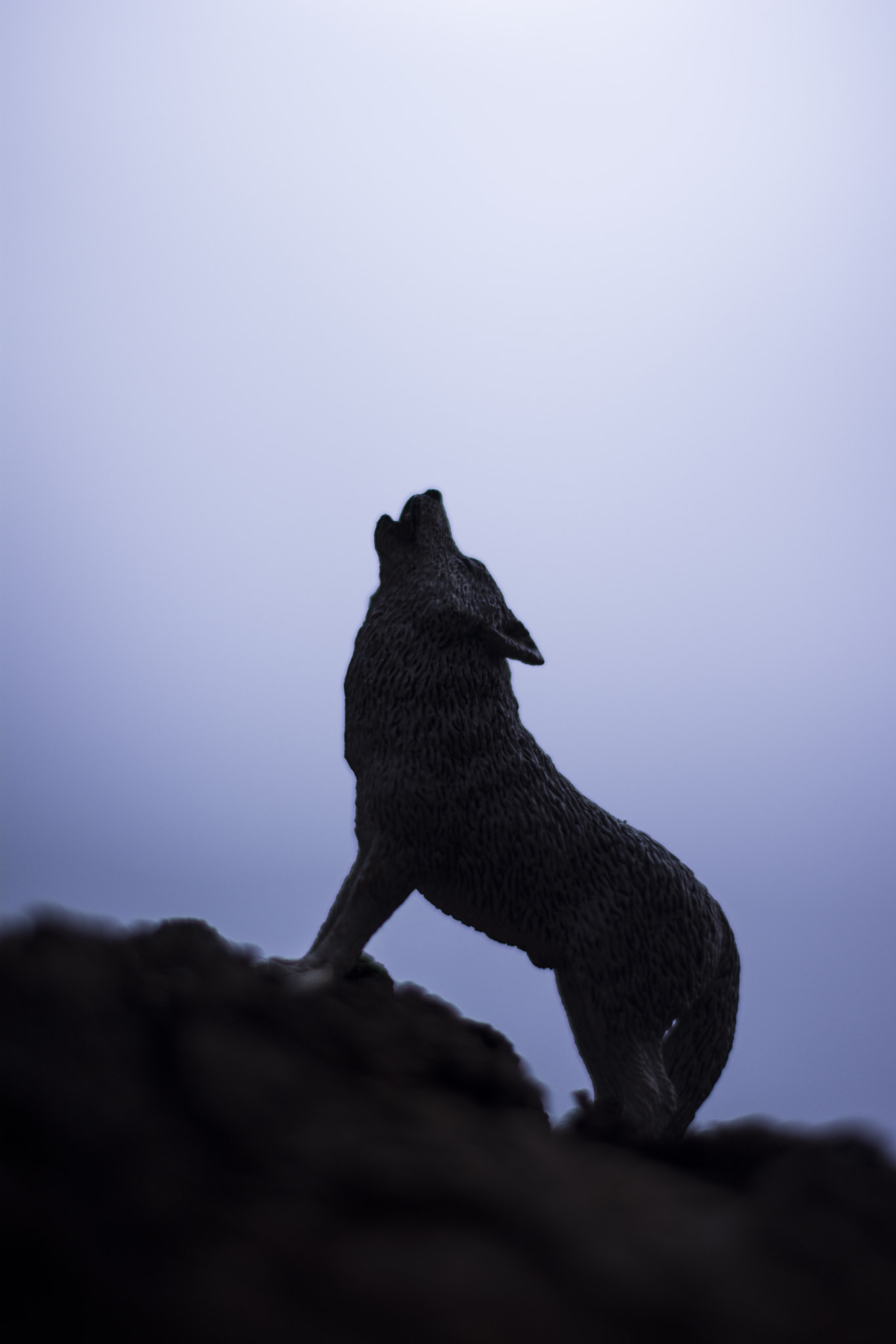 Nikon D7100 + Nikon AF-S Nikkor 50mm F1.4G sample photo. Wolf on blues photography