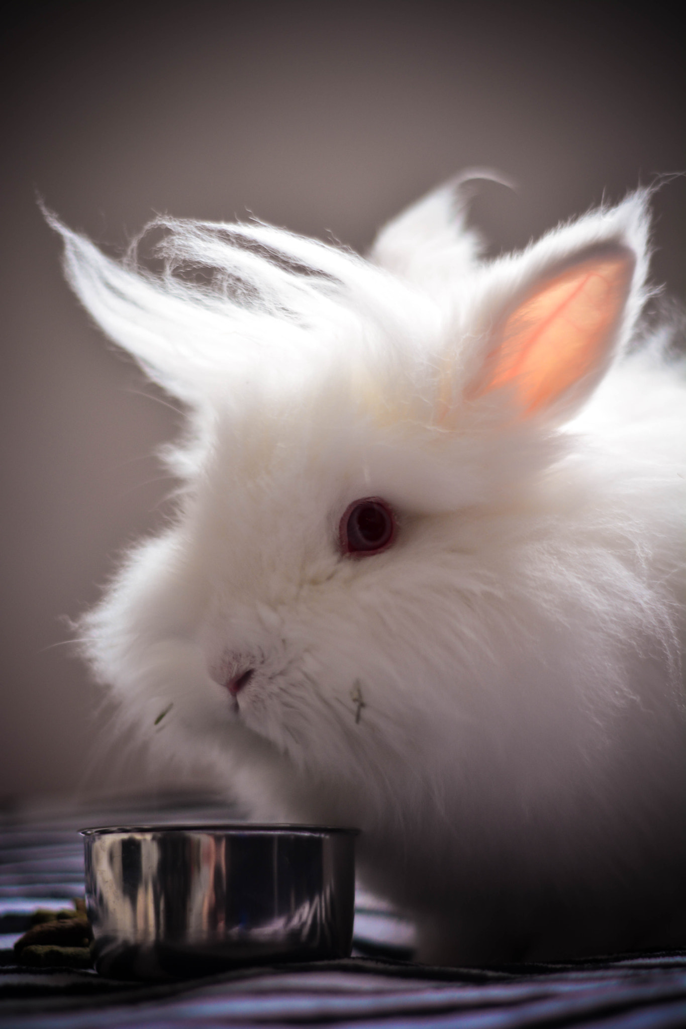Nikon D5200 sample photo. Bunny's life photography