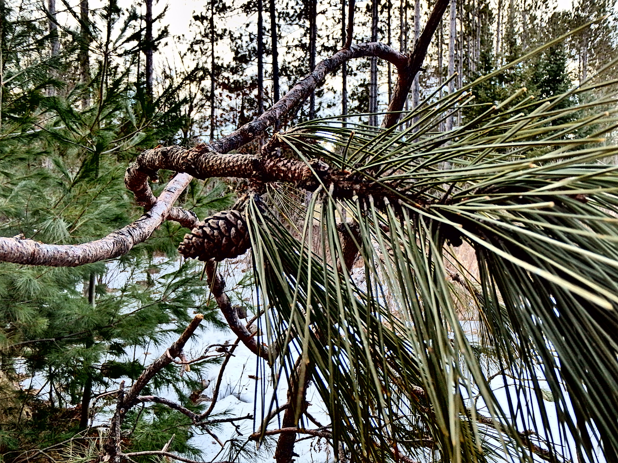 Olympus TG-830 sample photo. Clear pine branch photography