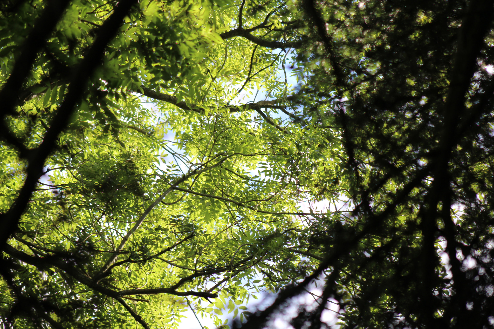 Canon EF 75-300mm f/4-5.6 USM sample photo. Img photography