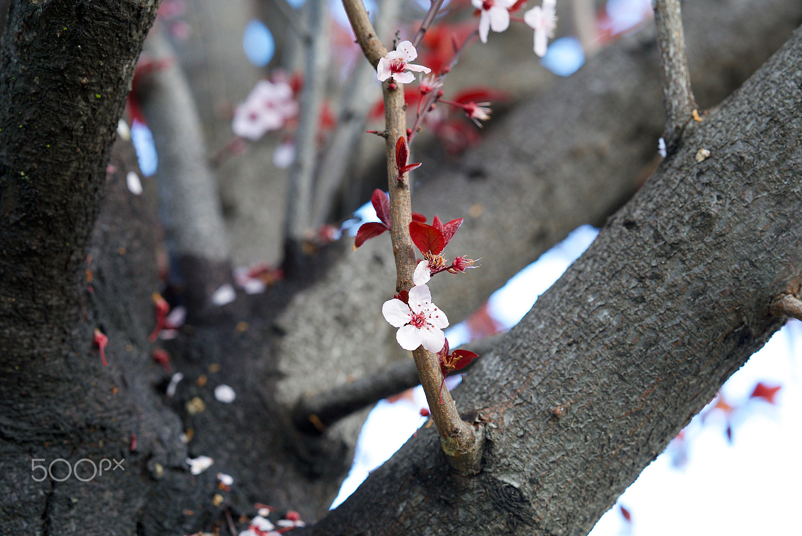 Sony FE 85mm F1.4 GM sample photo. If you were there photography