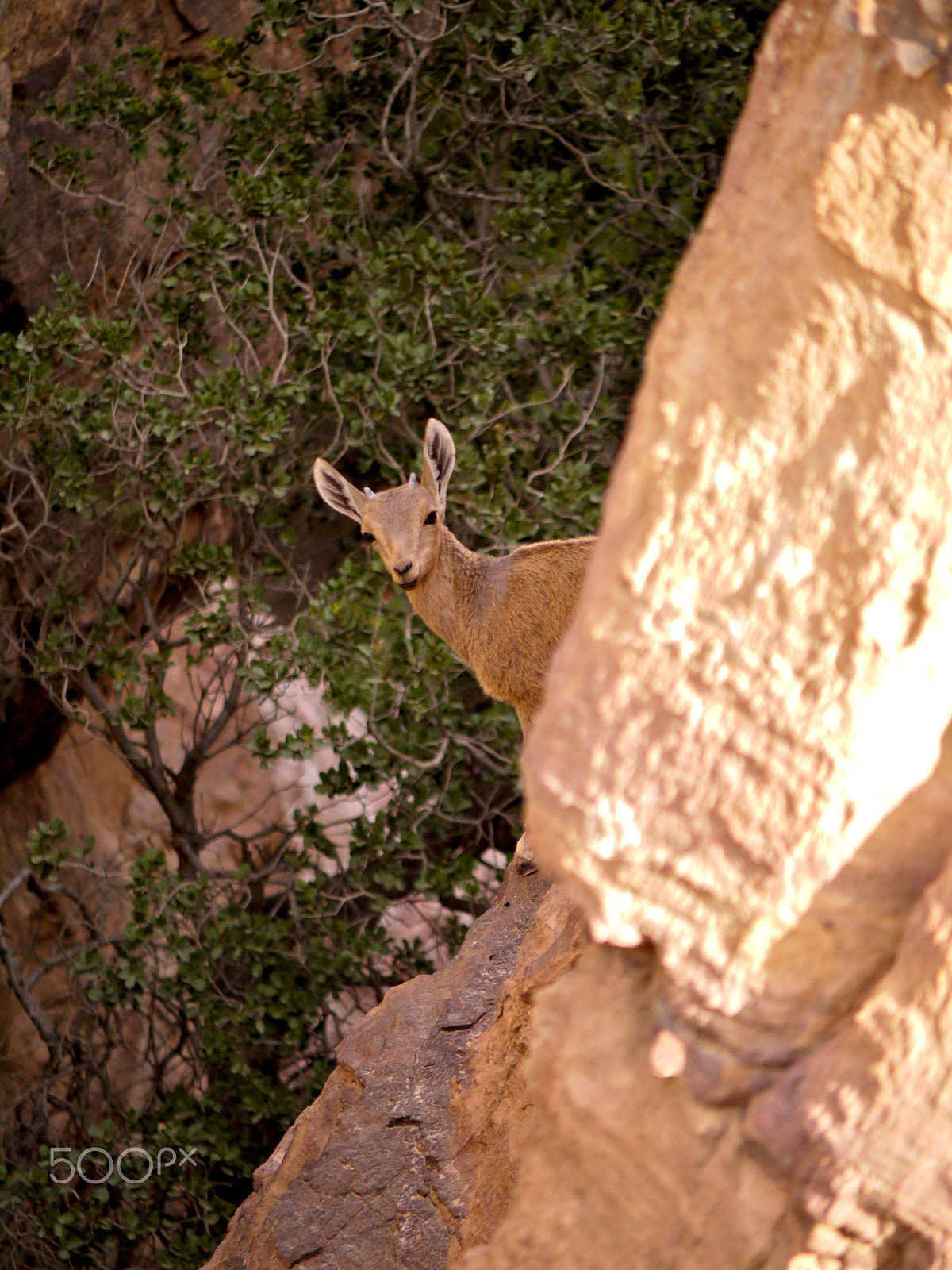 Panasonic Lumix G Vario 45-200mm F4-5.6 OIS sample photo. Nubian ibex, rummana camp, dana. jordan photography
