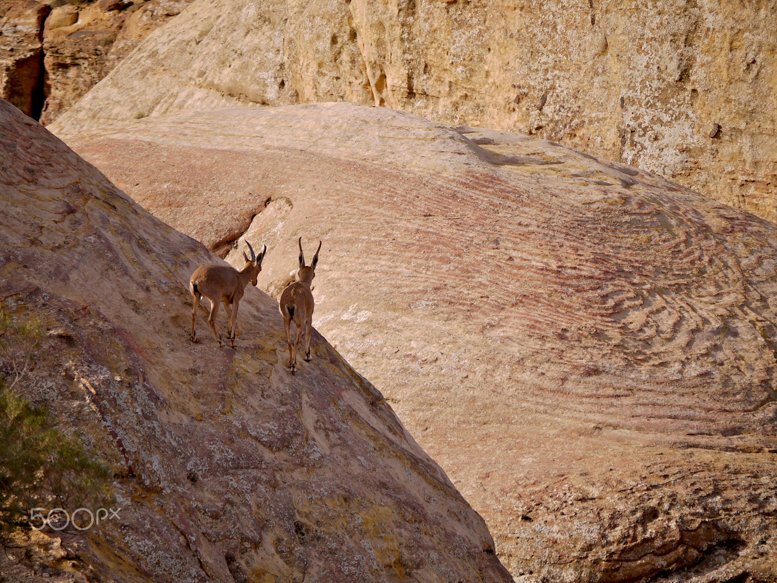 Panasonic Lumix G Vario 45-200mm F4-5.6 OIS sample photo. Nubian ibex, rummana camp, dana. jordan photography