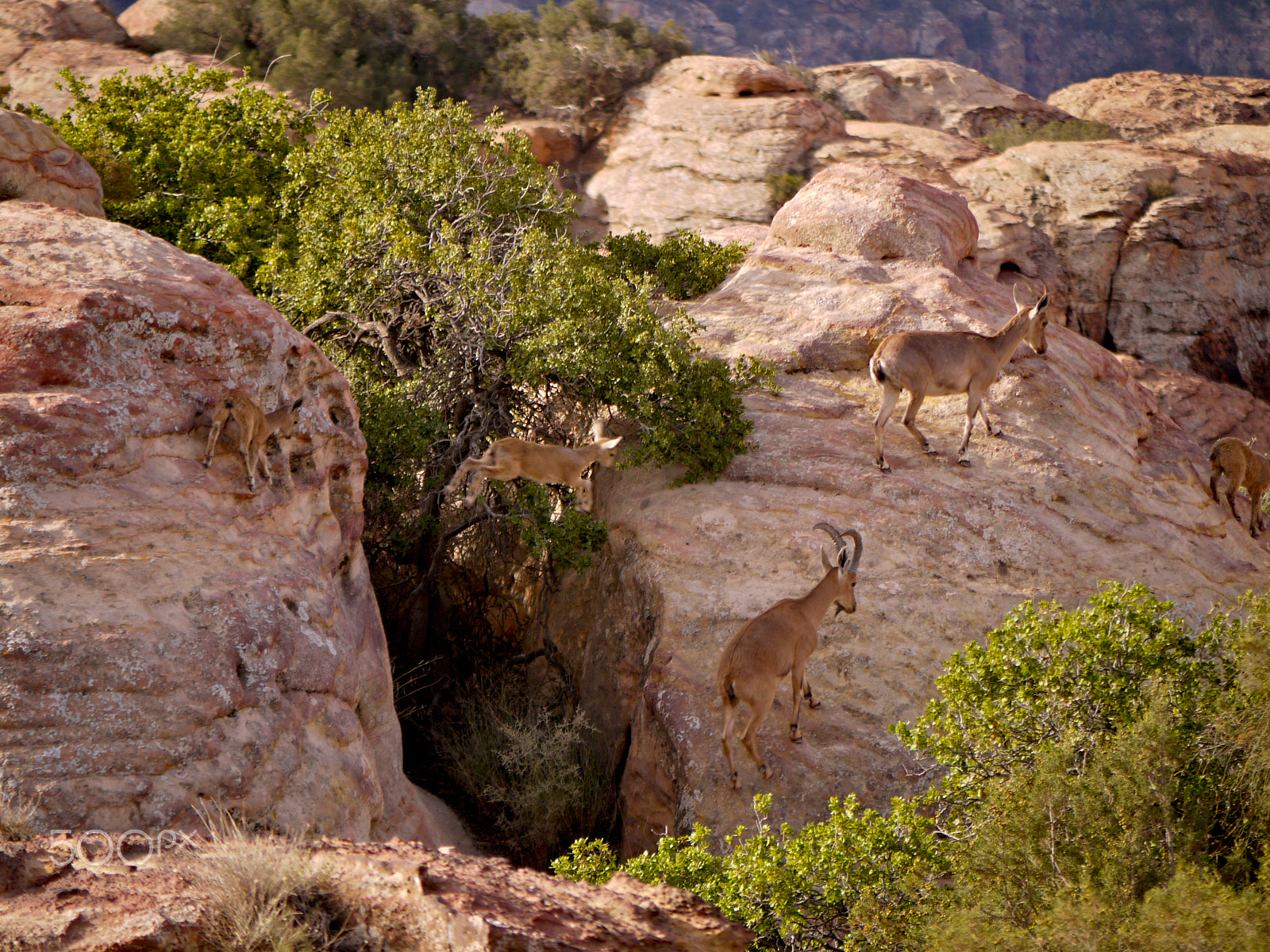 Panasonic Lumix G Vario 45-200mm F4-5.6 OIS sample photo. Nubian ibex, rummana camp, dana. jordan photography