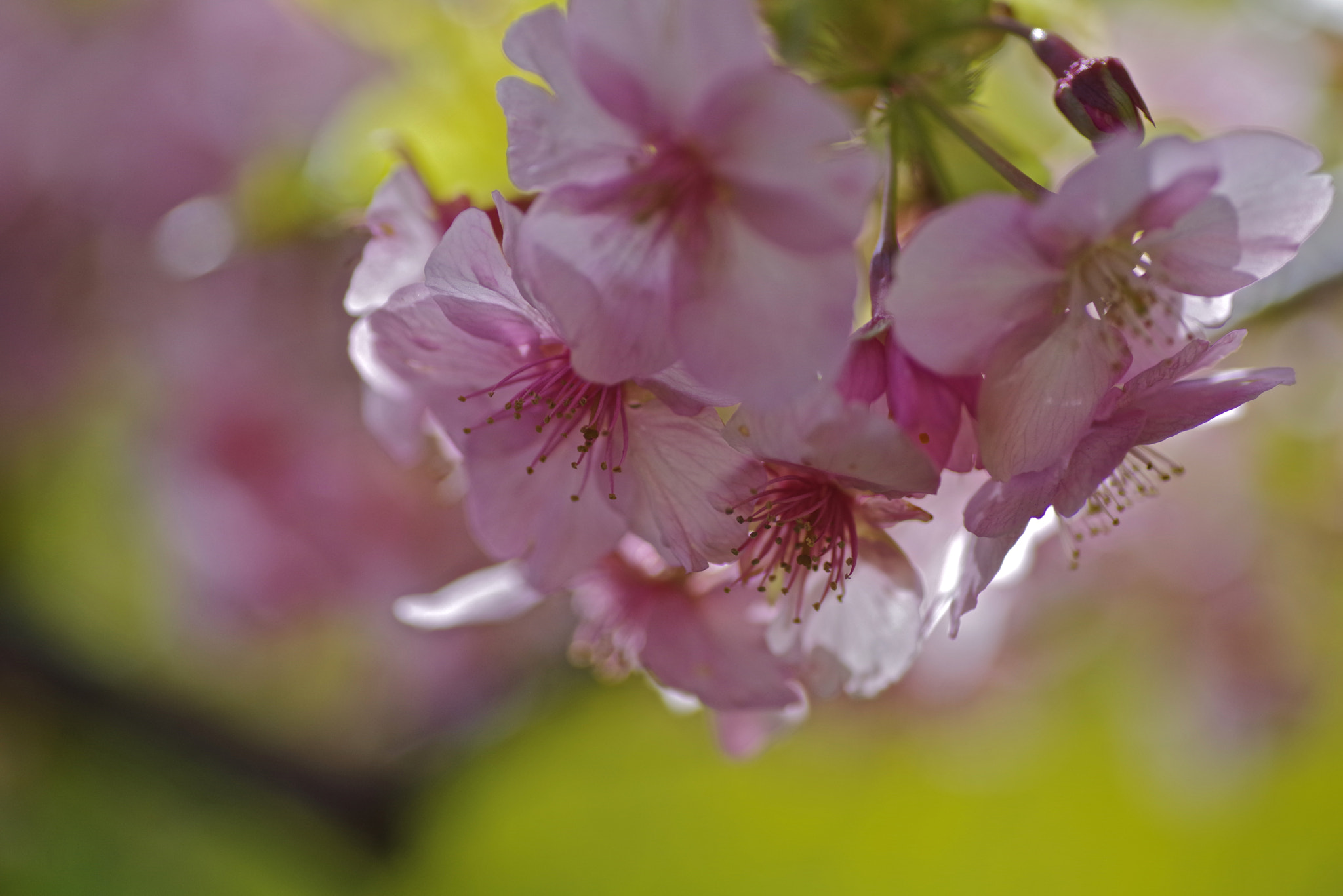 Pentax K-1 + Tamron SP AF 90mm F2.8 Di Macro sample photo. Pretty photography