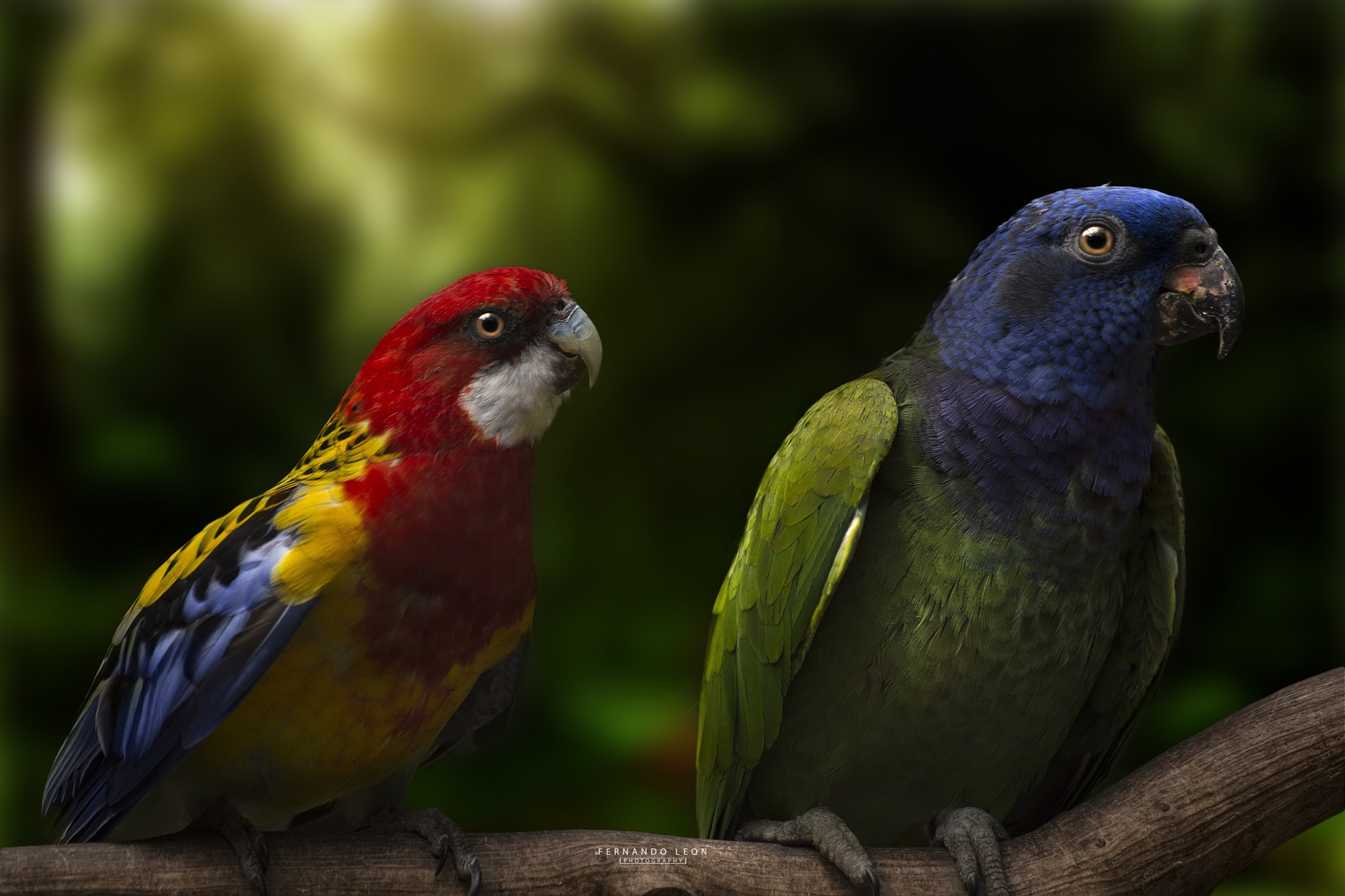 Nikon D7200 sample photo. The parrots ask me. photography