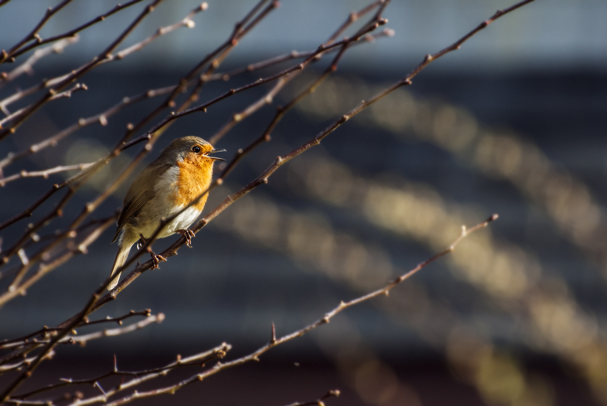 Nikon D3000 sample photo. Bird photography