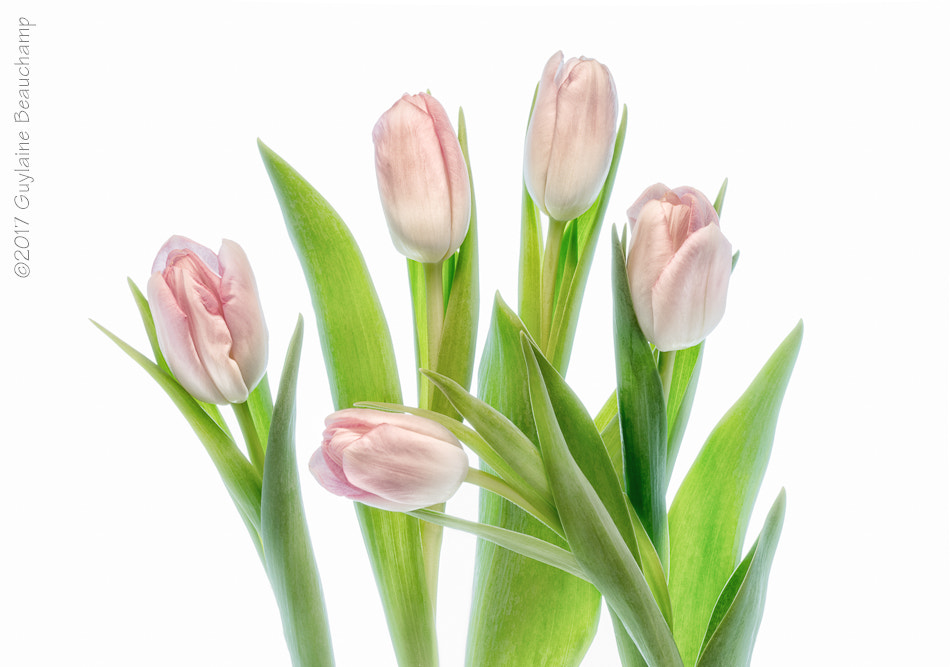 Canon EF 100mm F2.8 Macro USM sample photo. Spring! photography