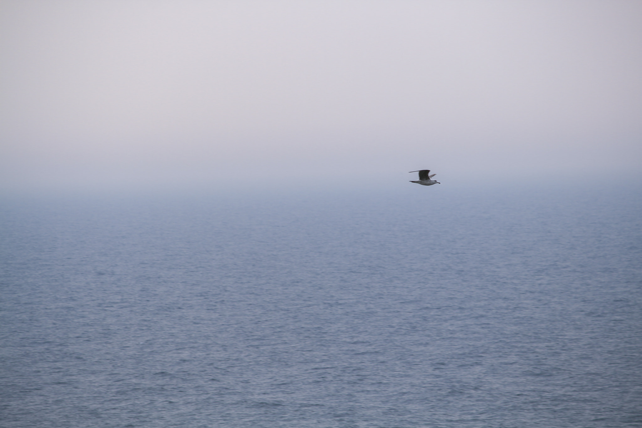 Canon EF-S 55-250mm F4-5.6 IS II sample photo. Solo seagull flight in denmark. photography