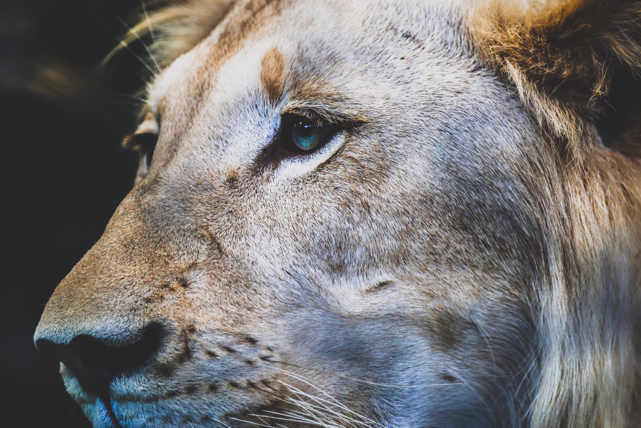 Canon EF 70-200mm F2.8L IS II USM sample photo. Heart of a lion photography