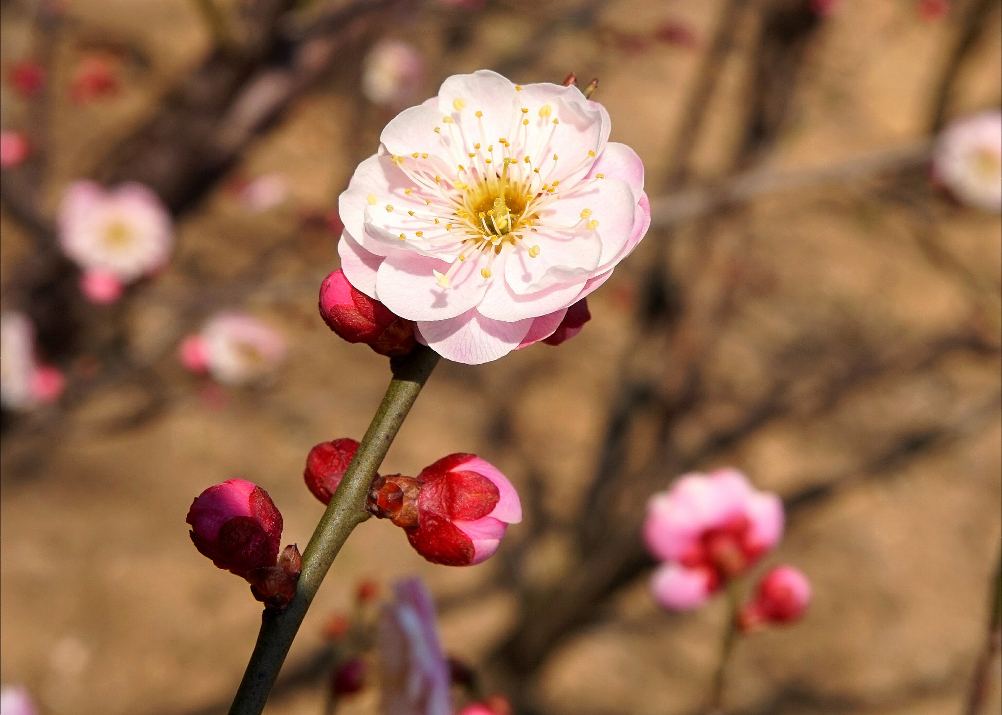 Sony Alpha a5000 (ILCE 5000) + Sony E 18-50mm F4-5.6 sample photo