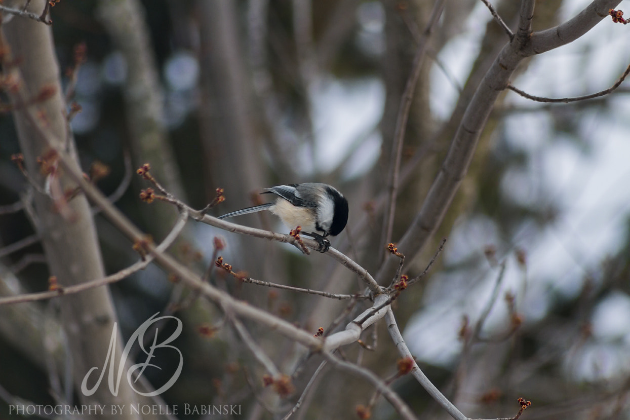 Canon EOS 7D + Sigma 50-200mm F4-5.6 DC OS HSM sample photo. Chickadee photography