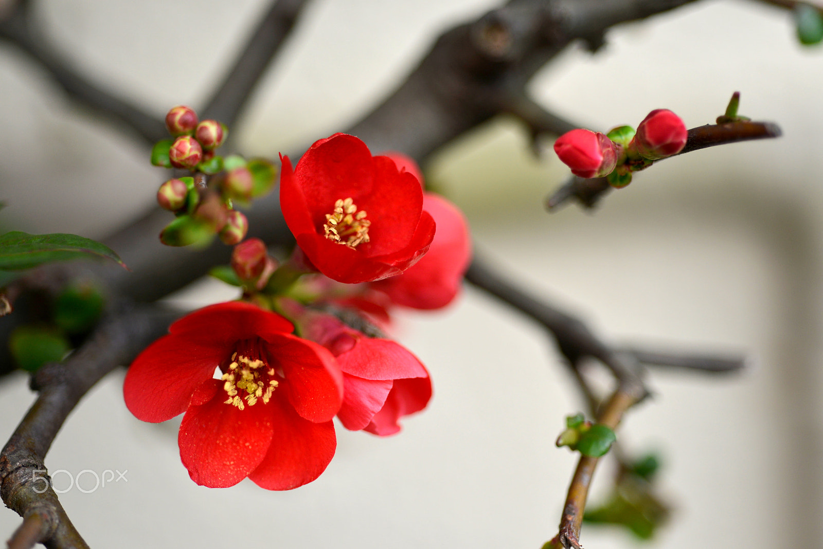 Nikon D600 + Nikon AF Micro-Nikkor 60mm F2.8D sample photo. Japanese quince photography