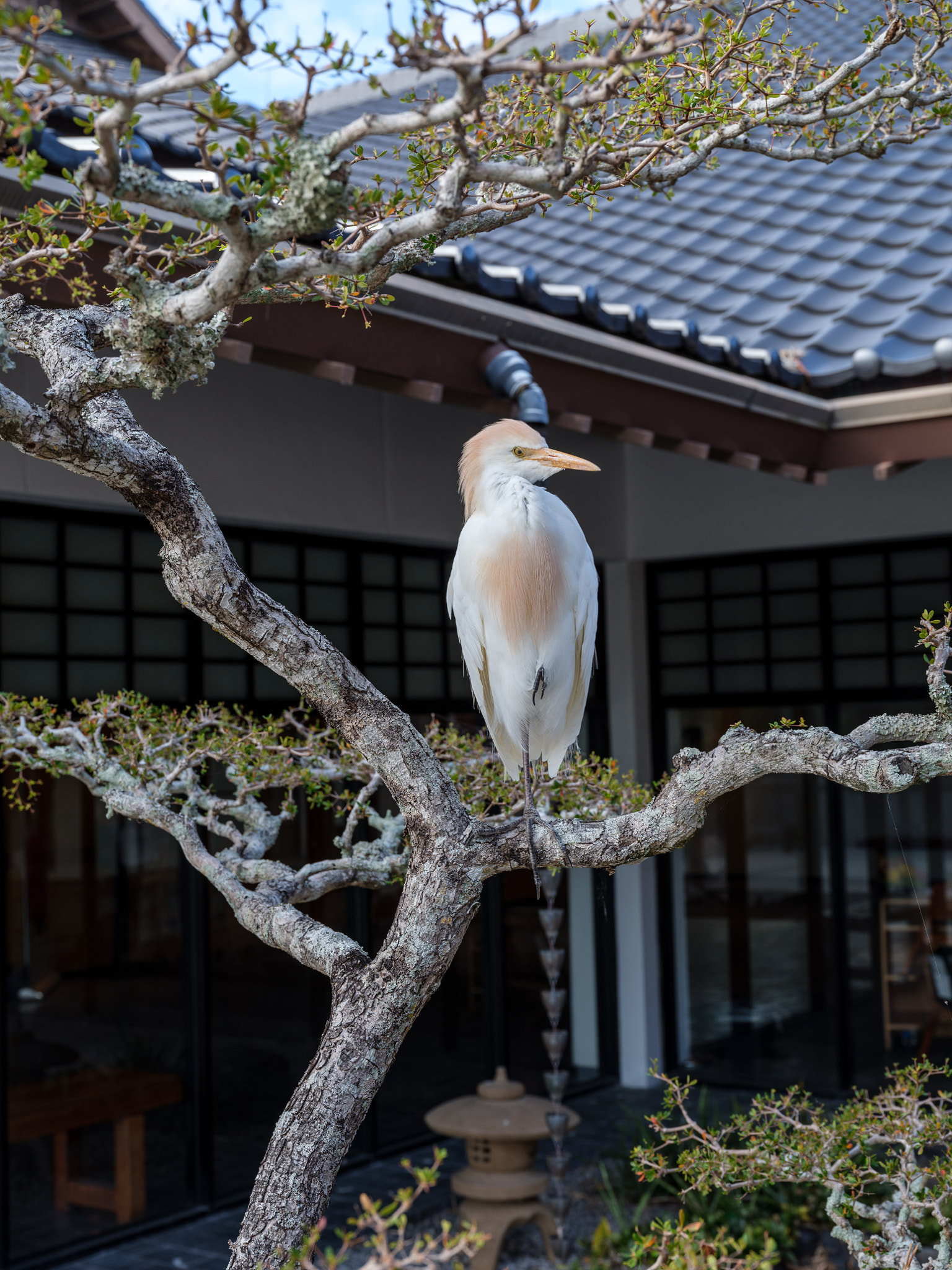 Fujifilm GF 32-64mm F4 R LM WR sample photo. Dsf photography