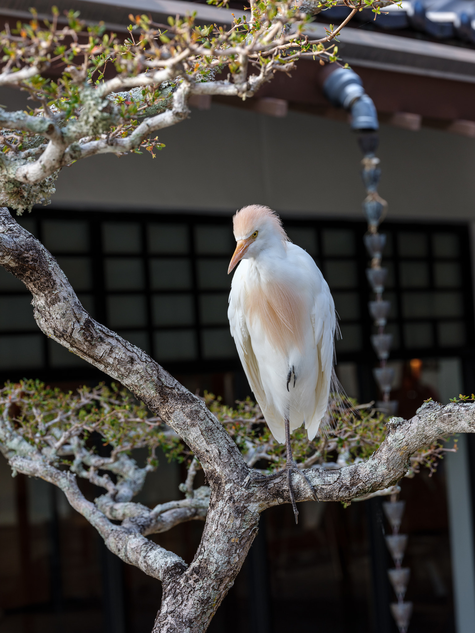 Fujifilm GF 120mm F4 R LM OIS WR Macro sample photo. Dsf photography