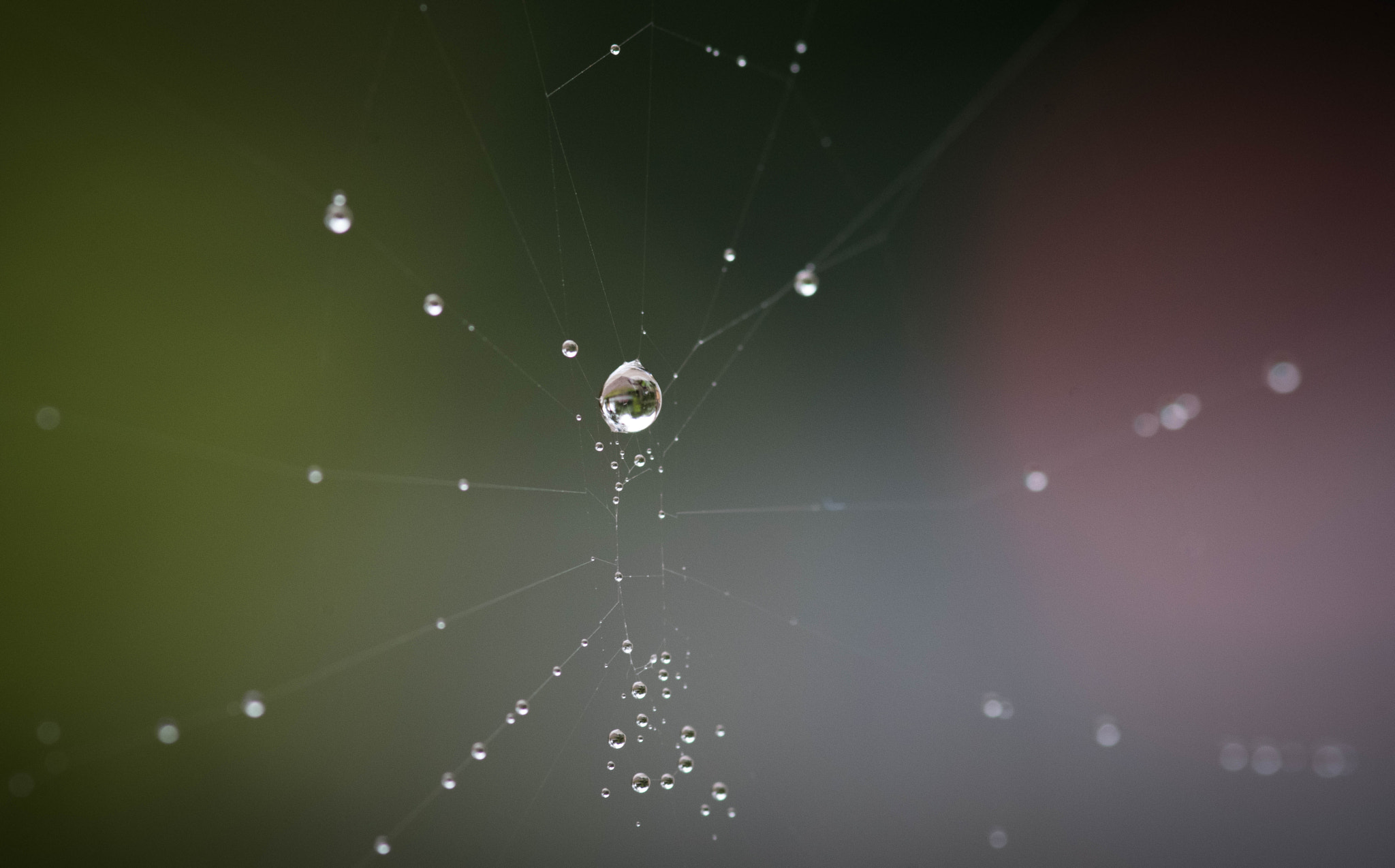 Pentax smc D-FA 100mm F2.8 Macro WR sample photo. Edderkoppens perler photography