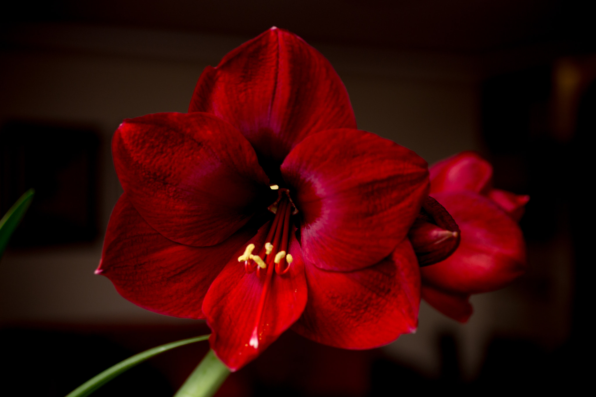 Canon EOS 6D + Canon EF 50mm F2.5 Macro sample photo. Amarilis in my garden photography