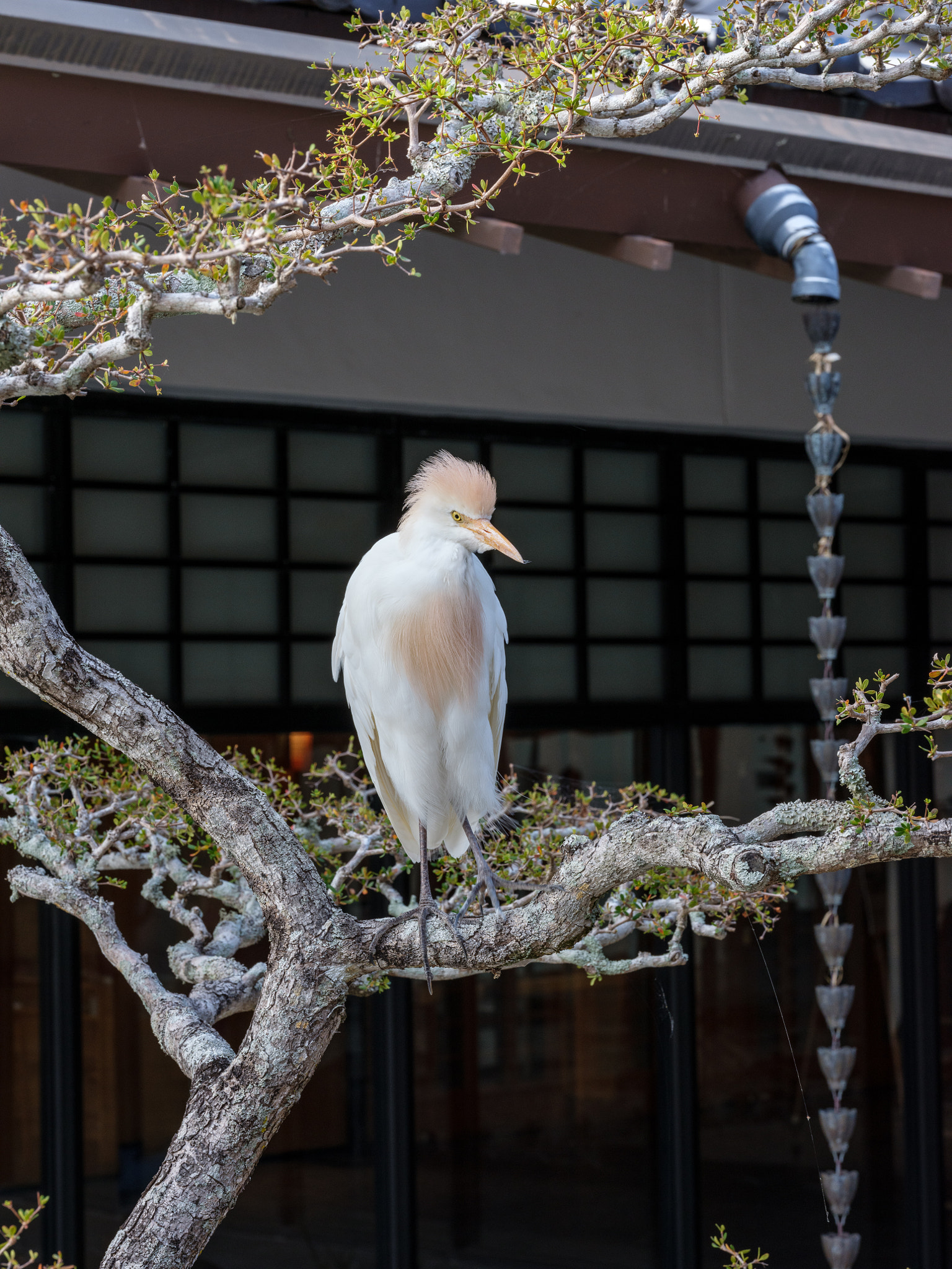 Fujifilm GF 120mm F4 R LM OIS WR Macro sample photo. Dsf photography